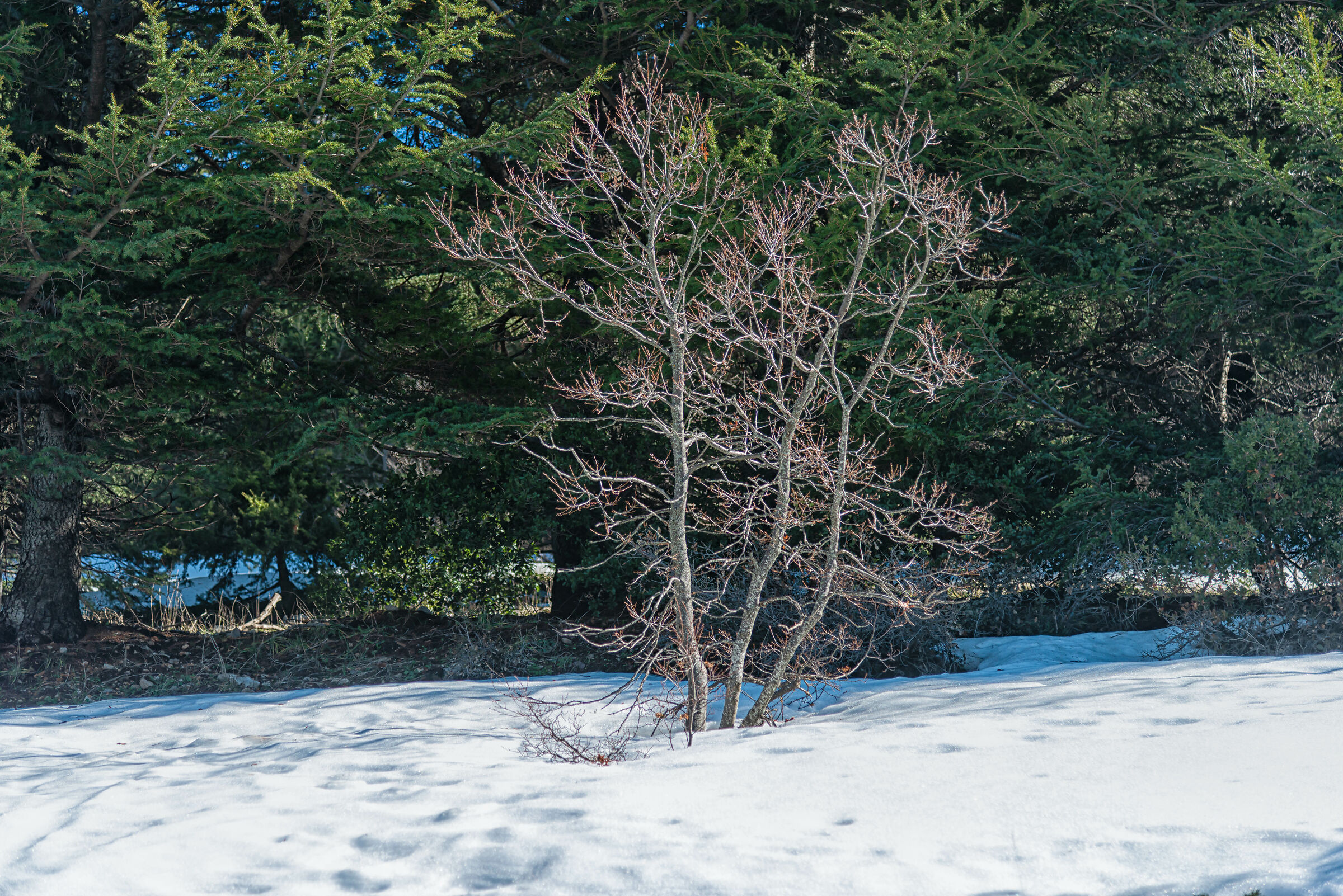 Al Barouk Cedars Reserve