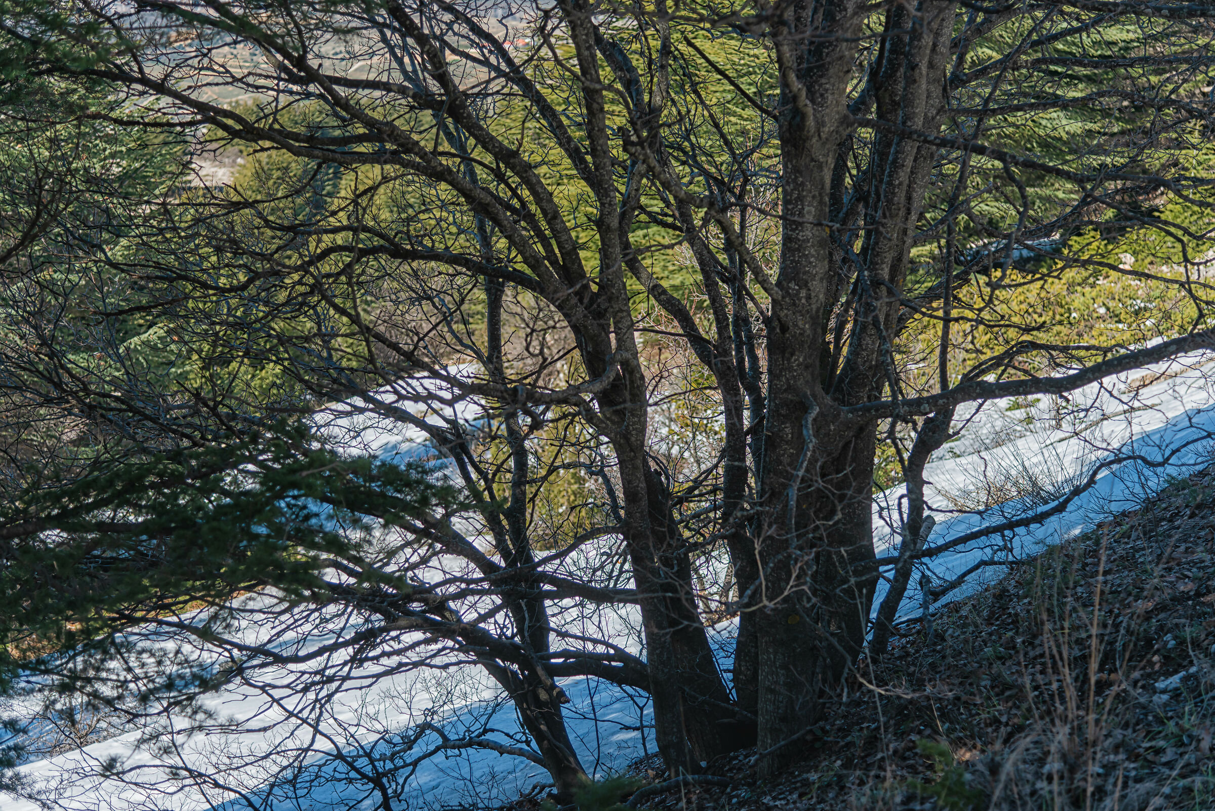 Al Barouk Cedars Reserve