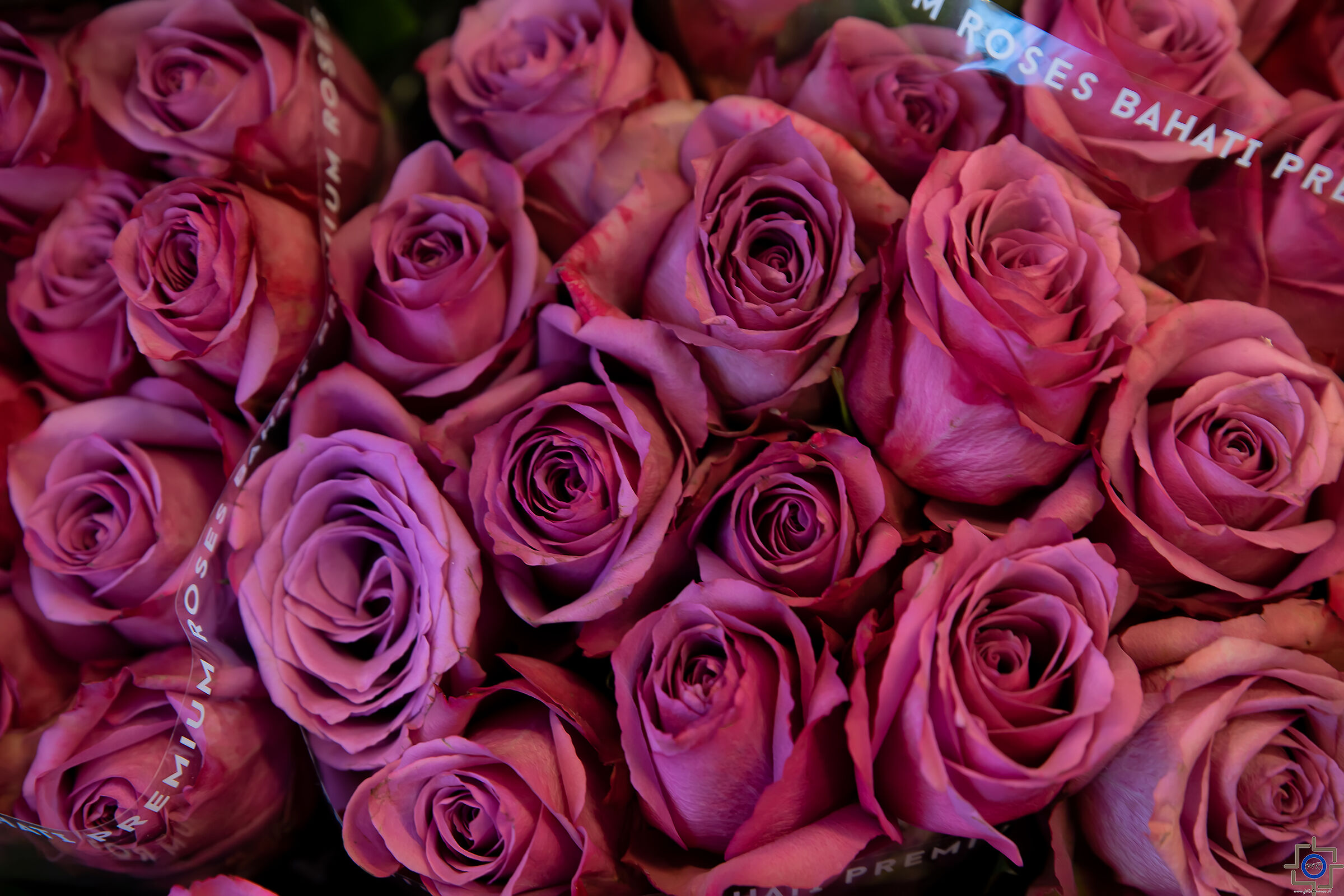 Mercato dei fiori Amsterdam