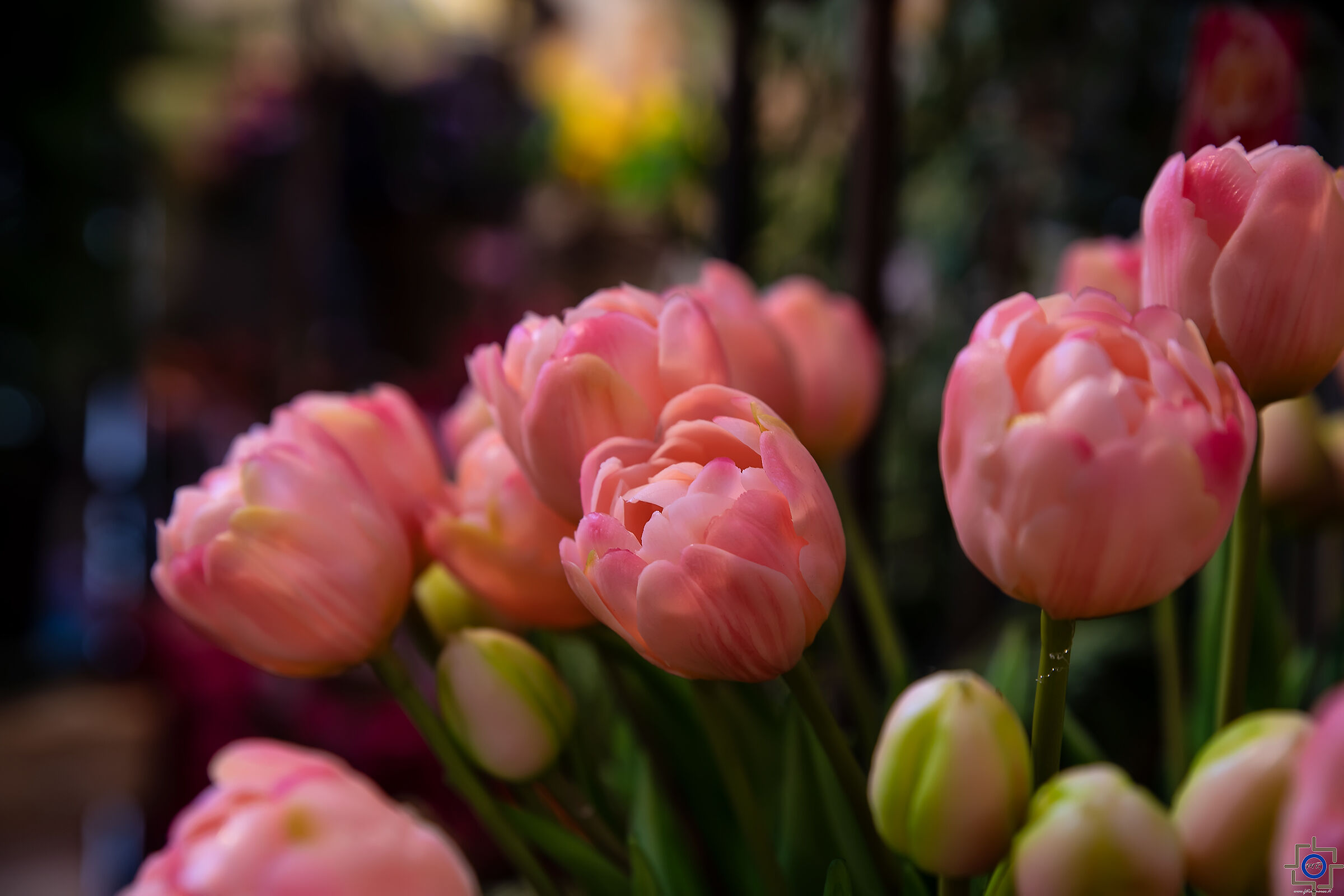 Mercato dei fiori Amsterdam
