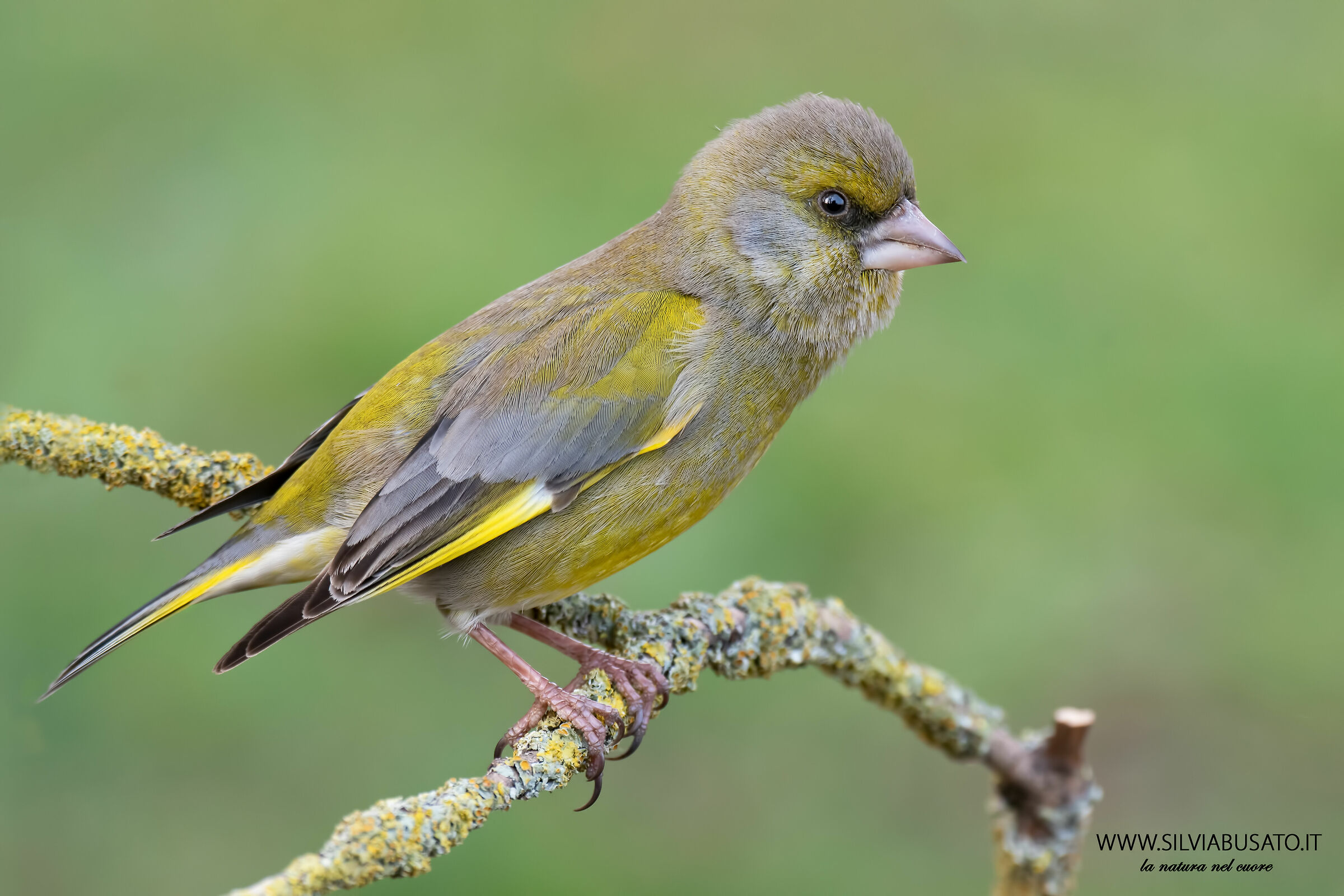 Verdone - Chloris chloris