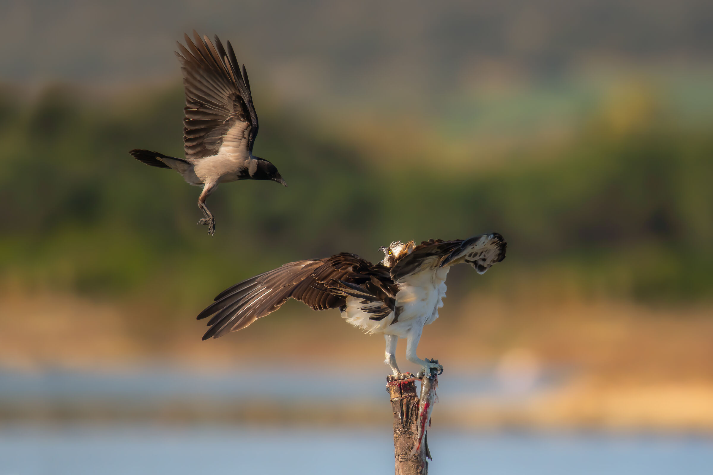 falco pescatore