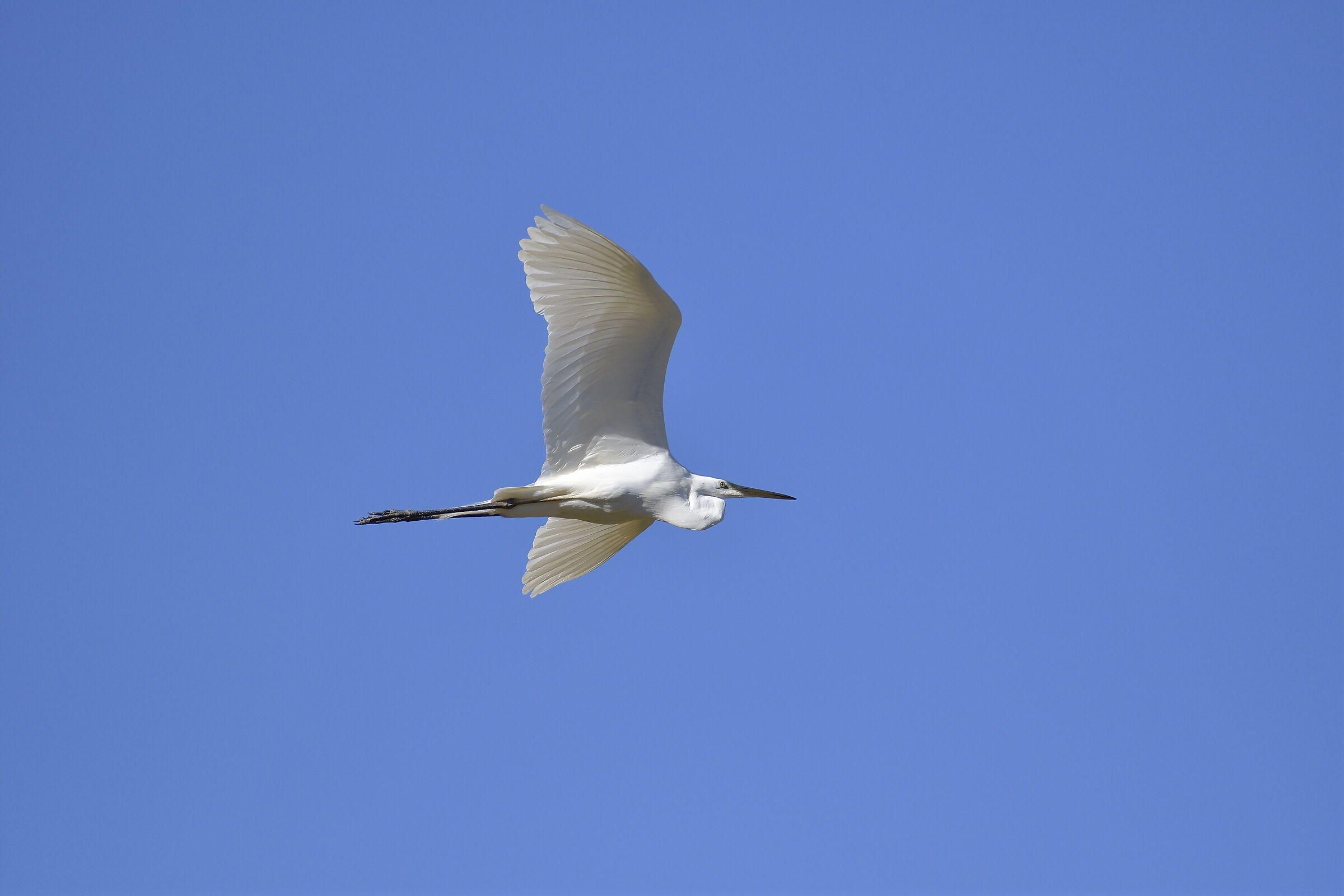 Airone bianco maggiore