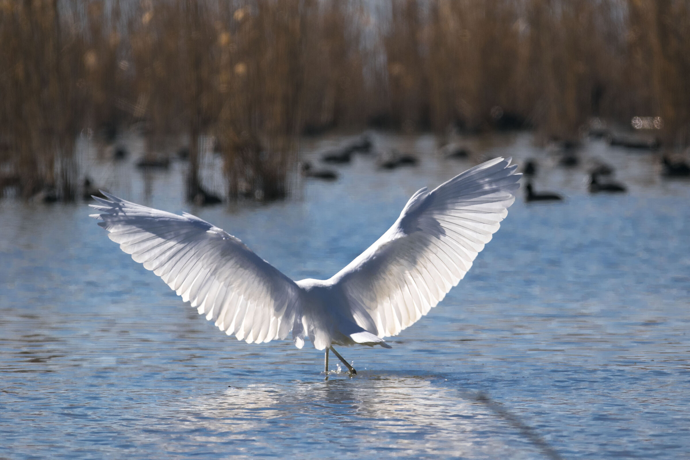 l'inchino dell'Airone