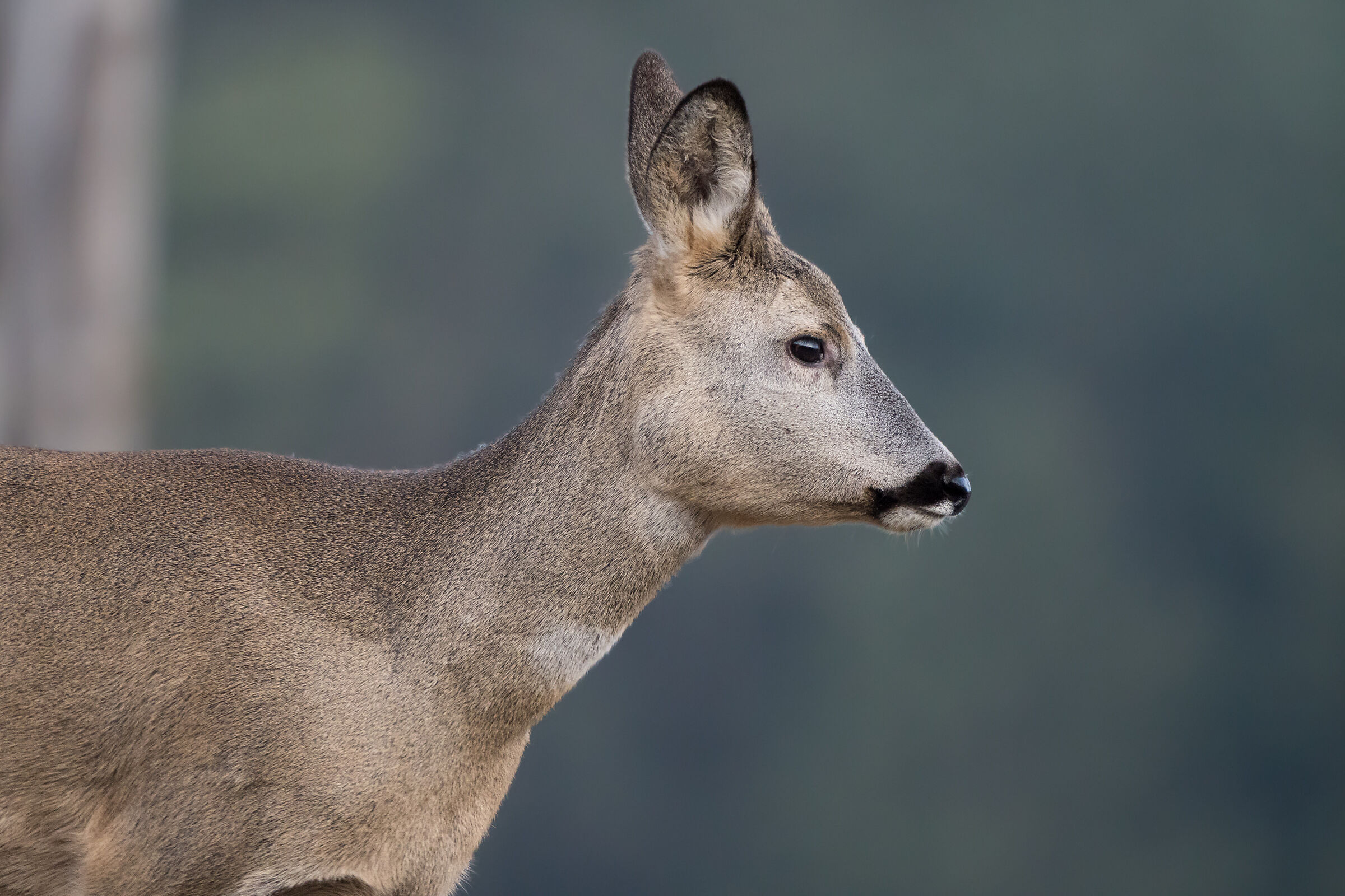 Roe deer (Capreolus capreolus)