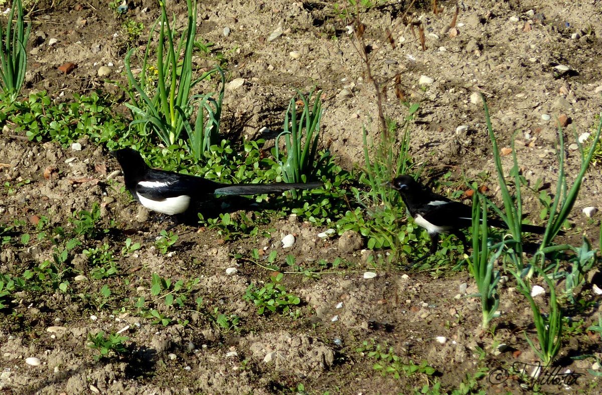 Perhaps male and female