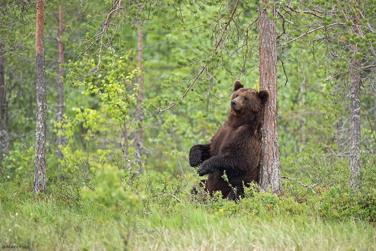 Una bella grattatina