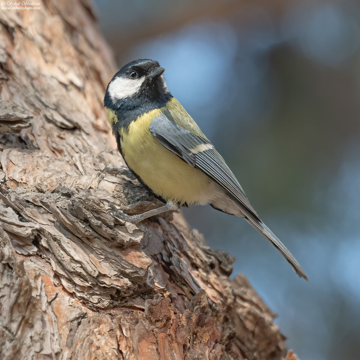 Great tit