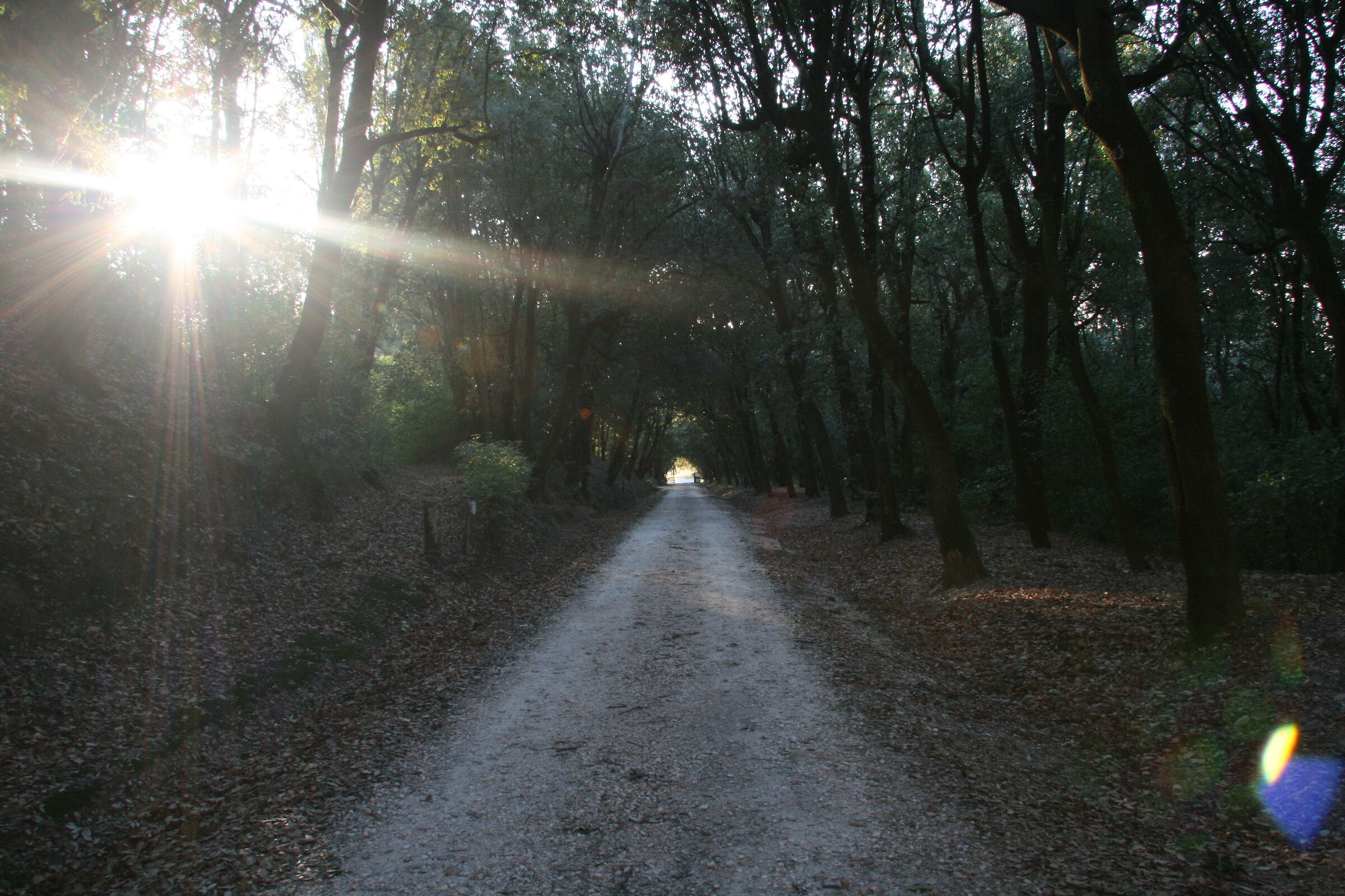 tree-lined avenue