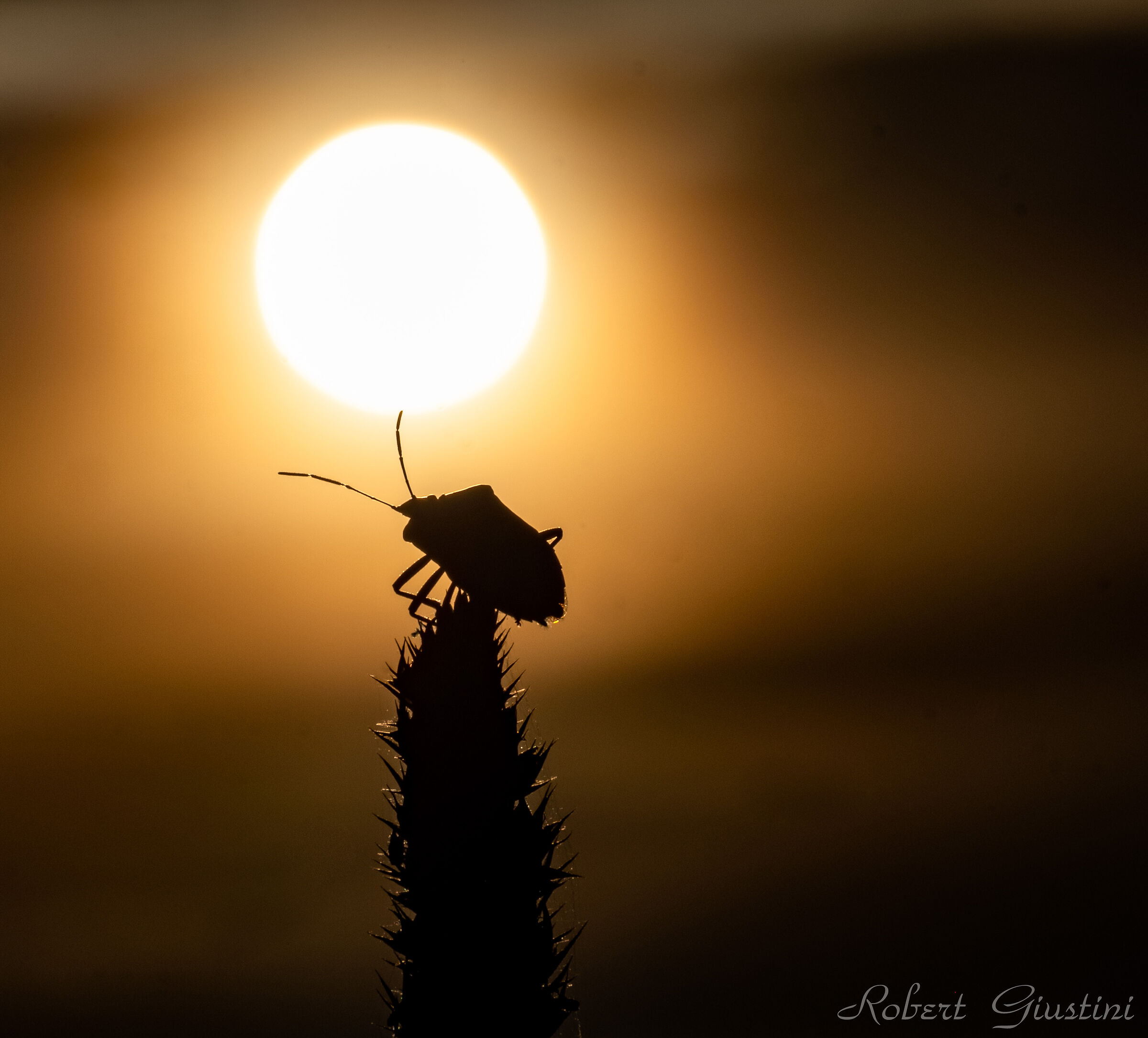 Cimice al tramonto