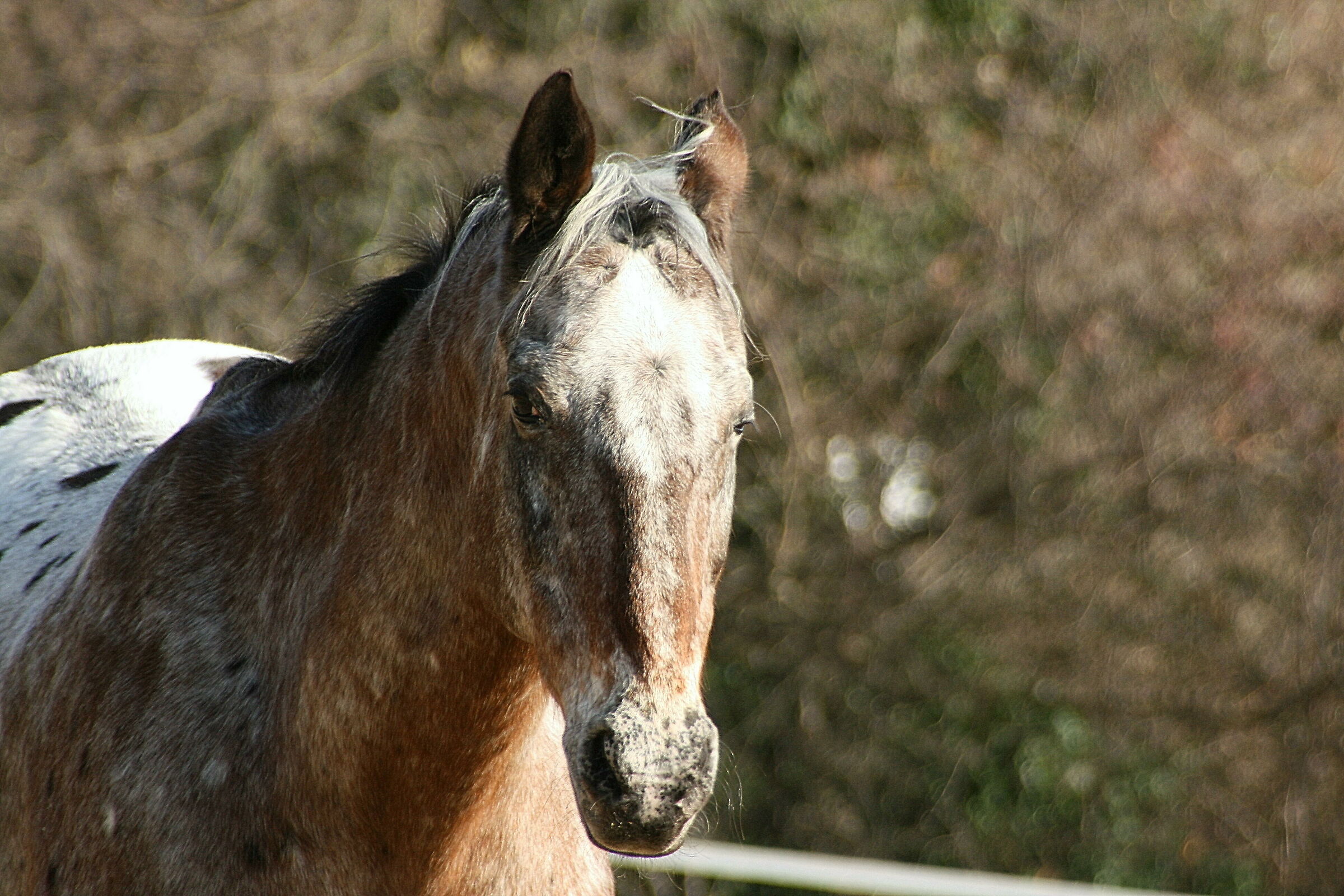 my horse