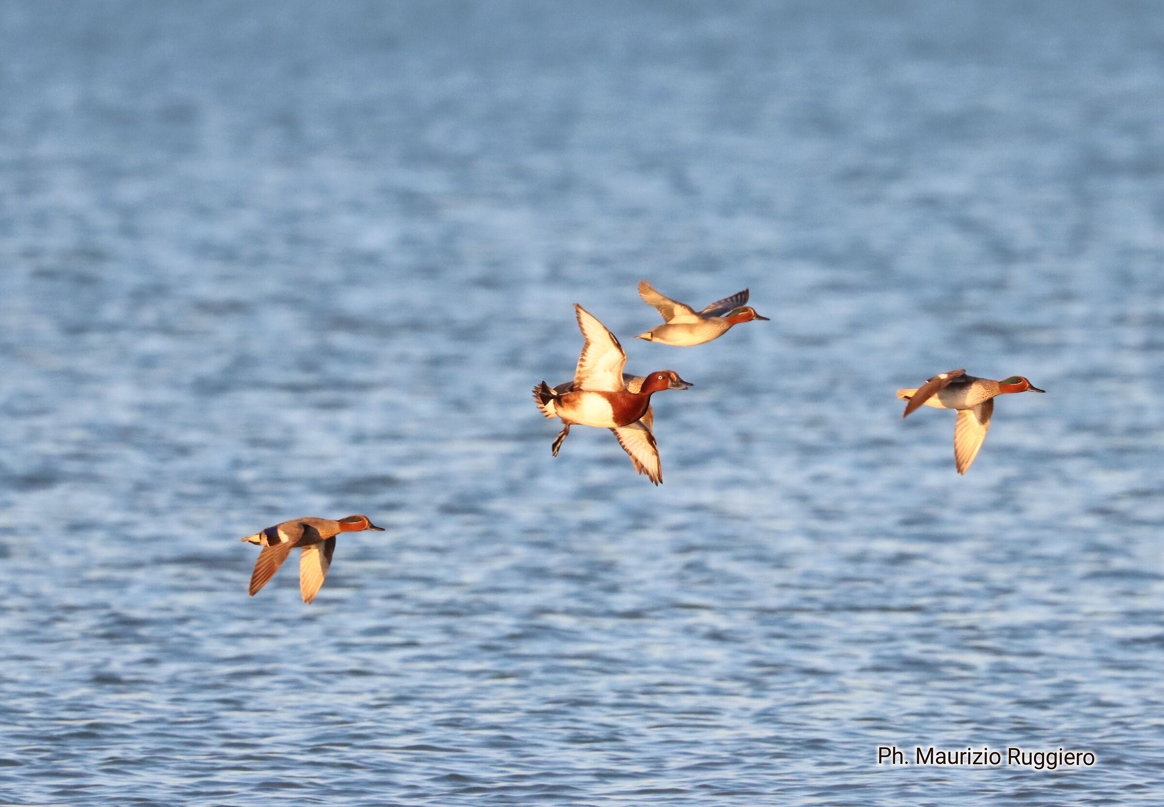 Volo di alzavole e moretta tabaccata