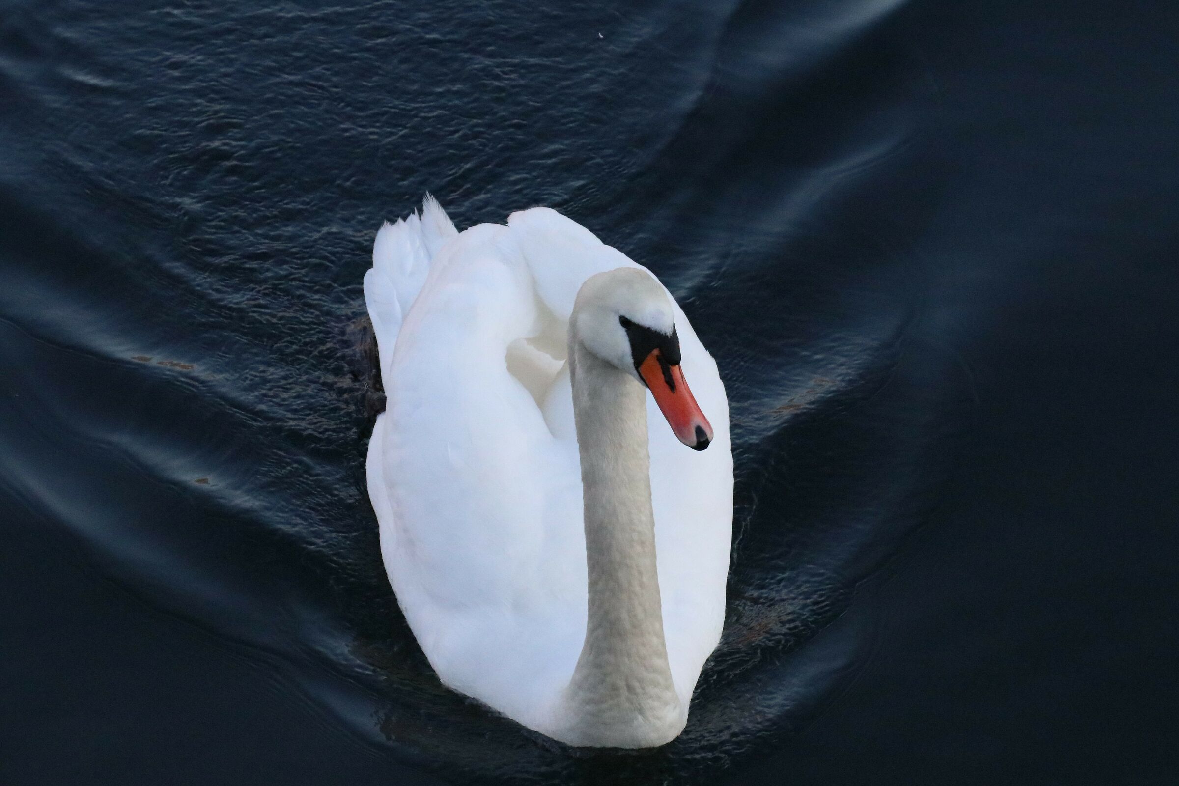 Swan