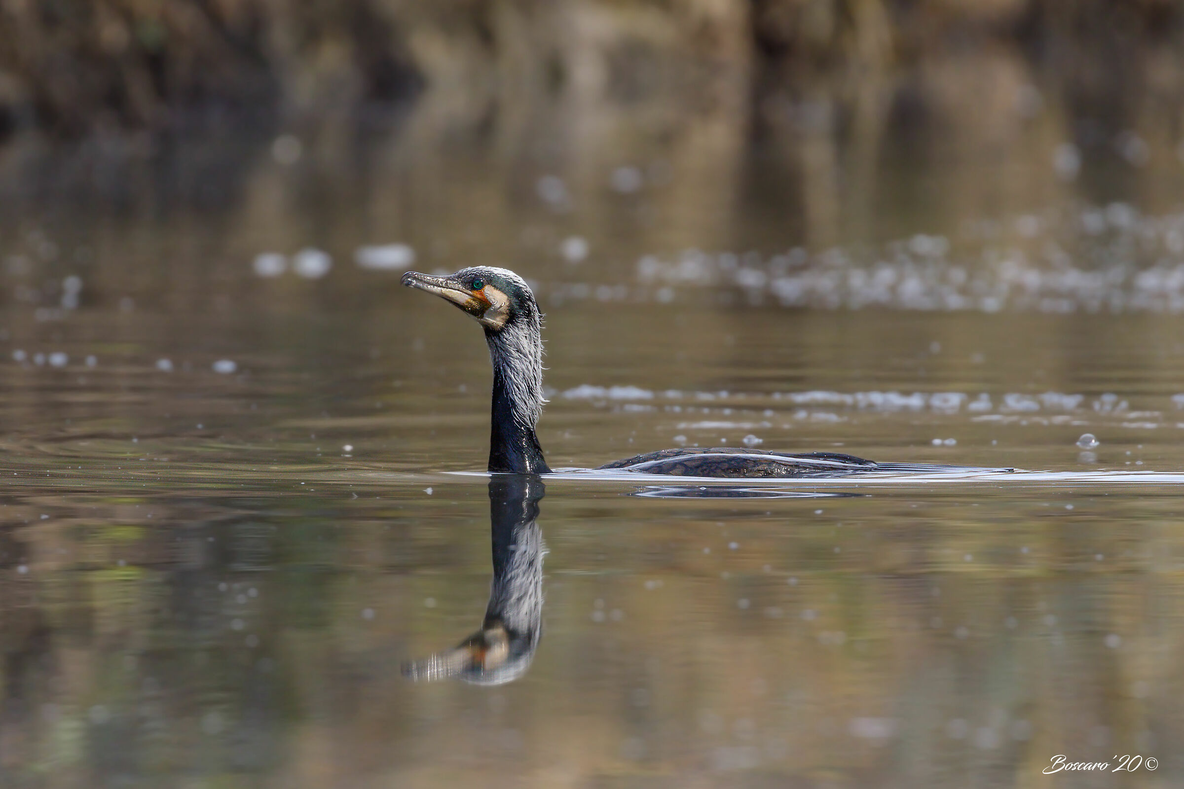 Cormorant