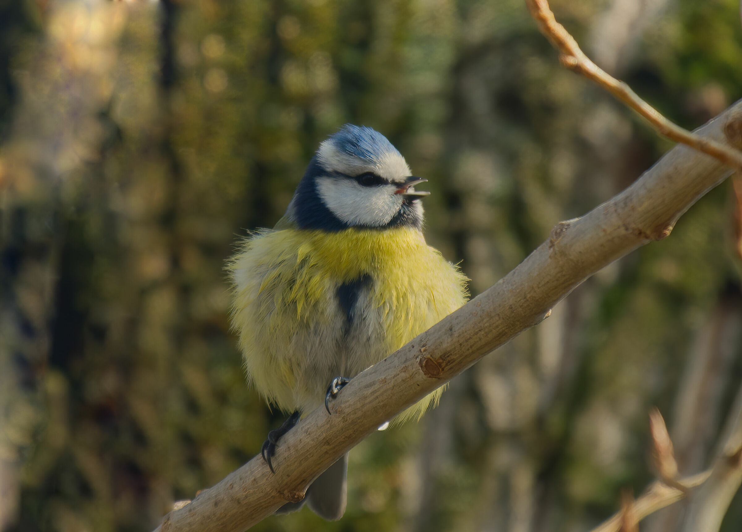 La cinciarella paffutella