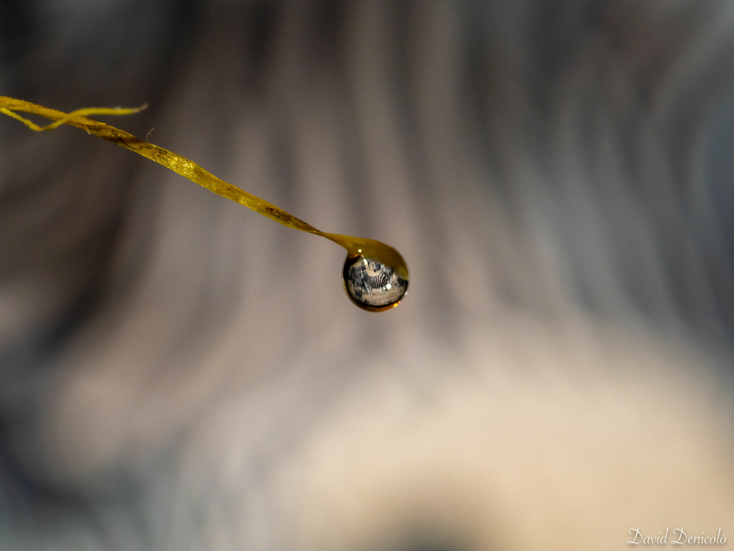 Is it a big drop or a small zebra?