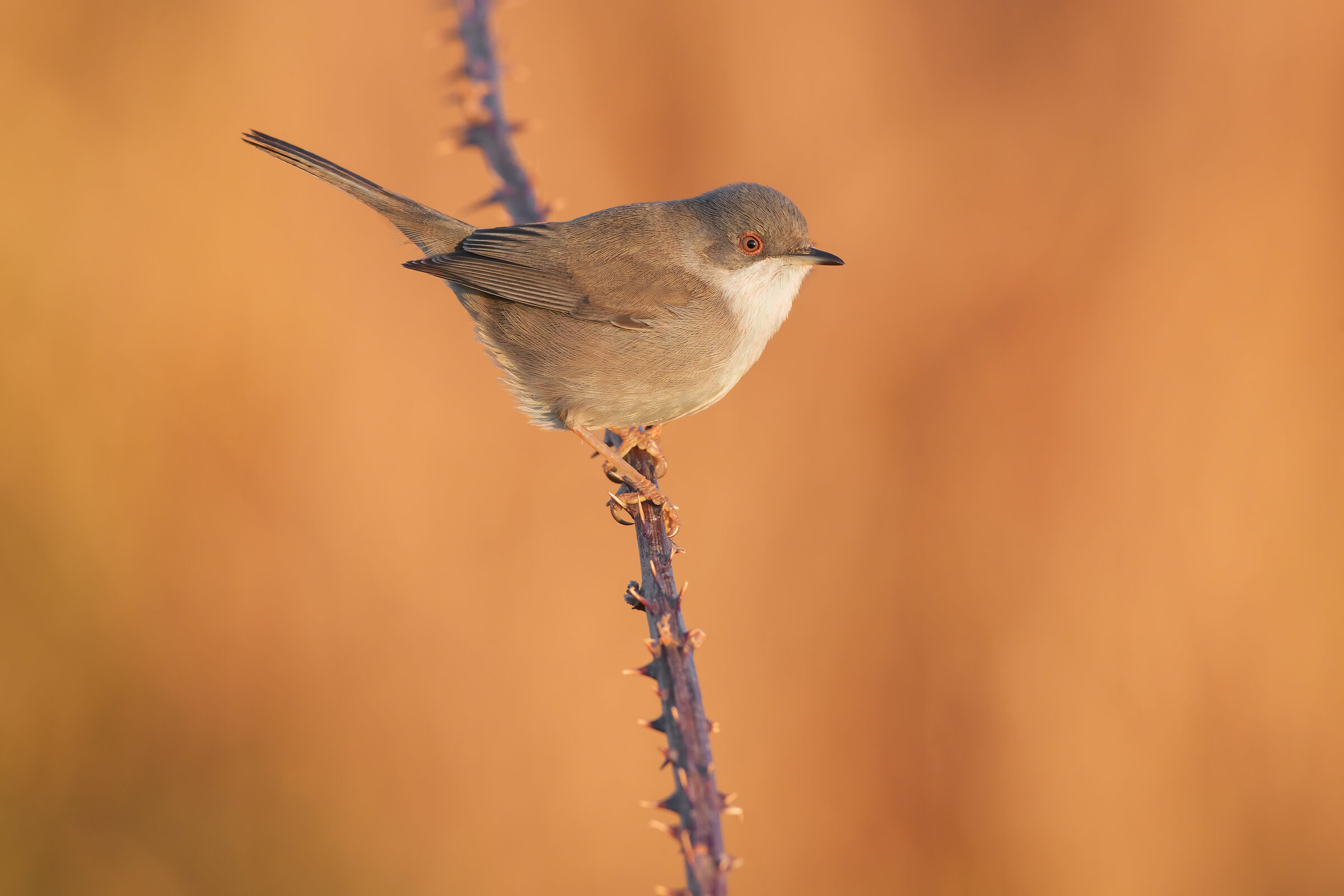 sunset on the Eye cookf.