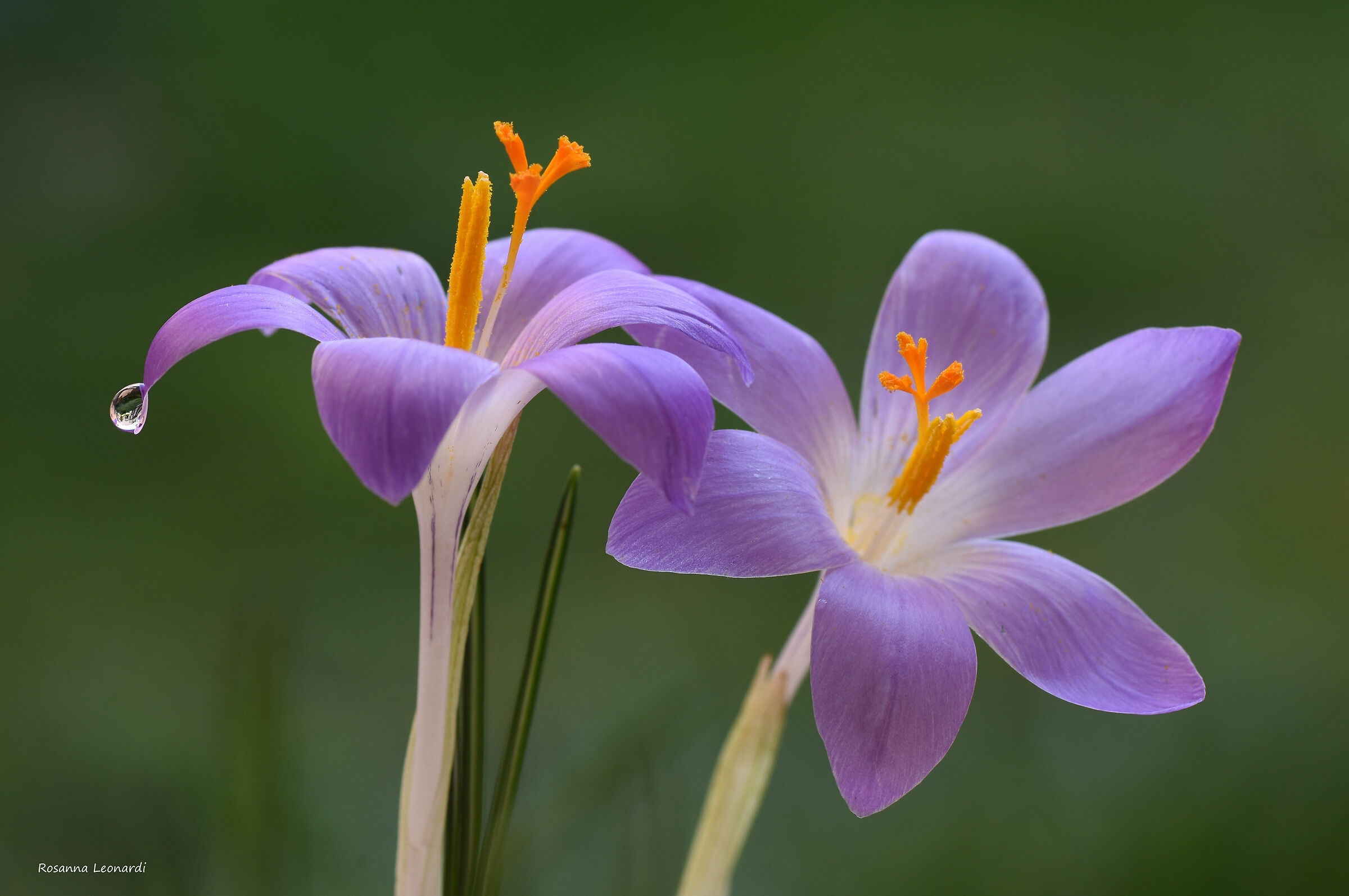 Crocus