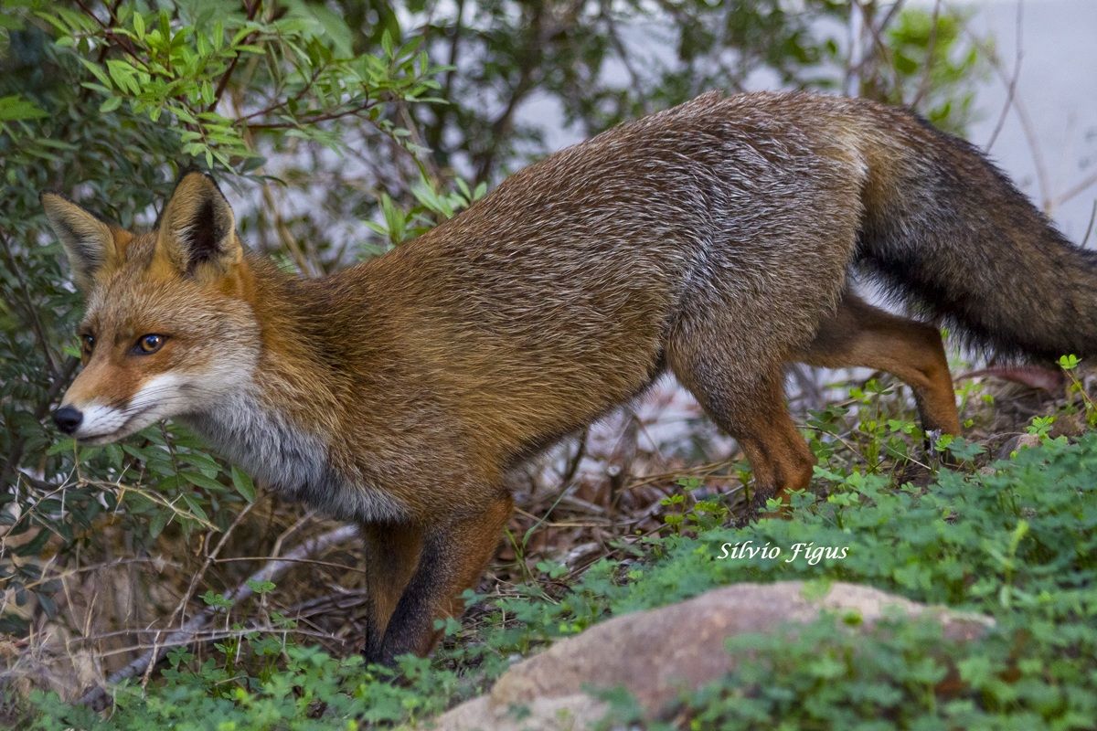 Volpe sarda