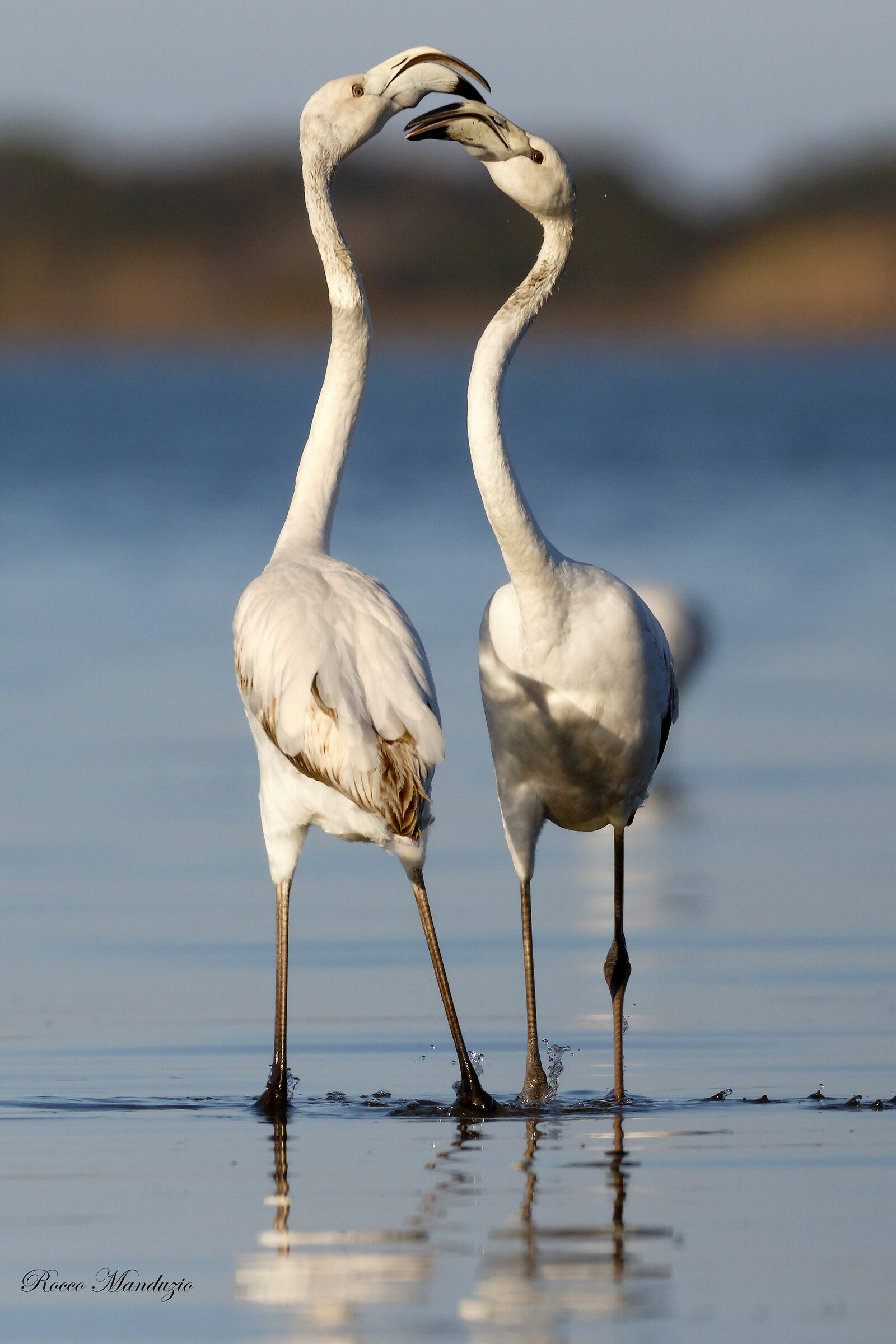 Scaramucce among young flamingos