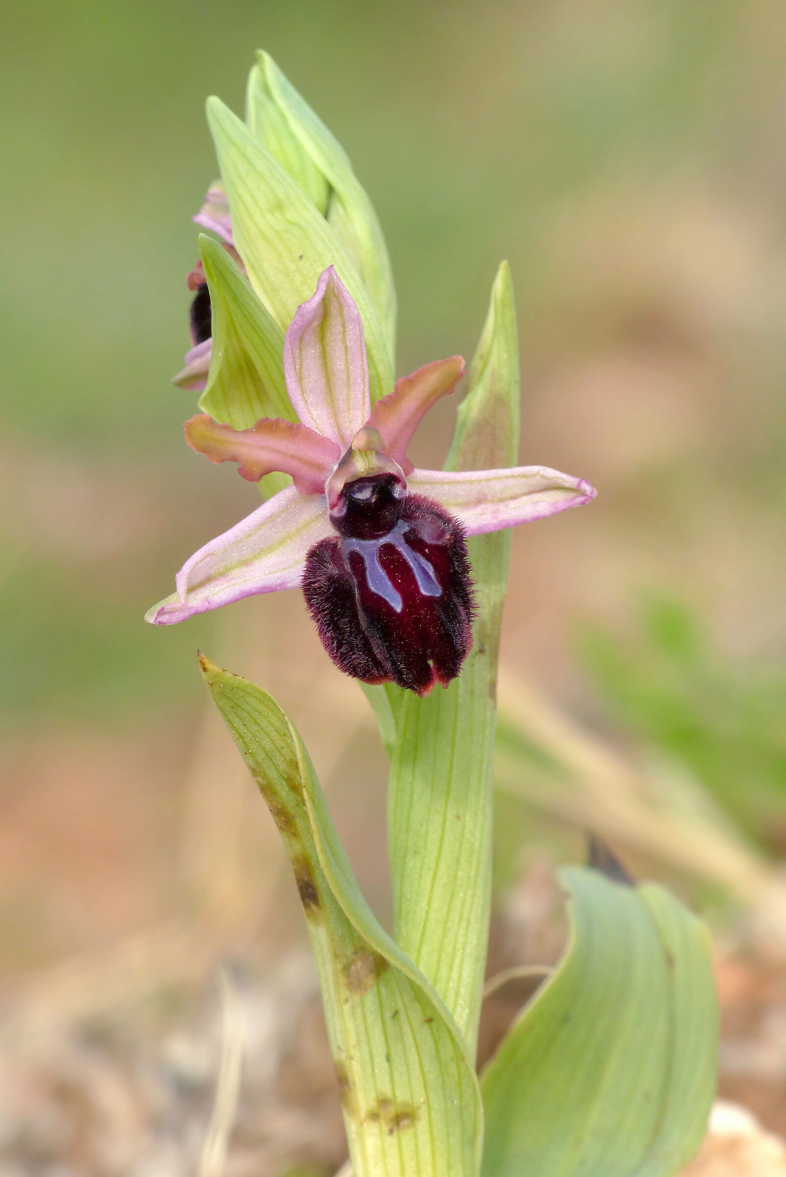 Ophrys sipontensis