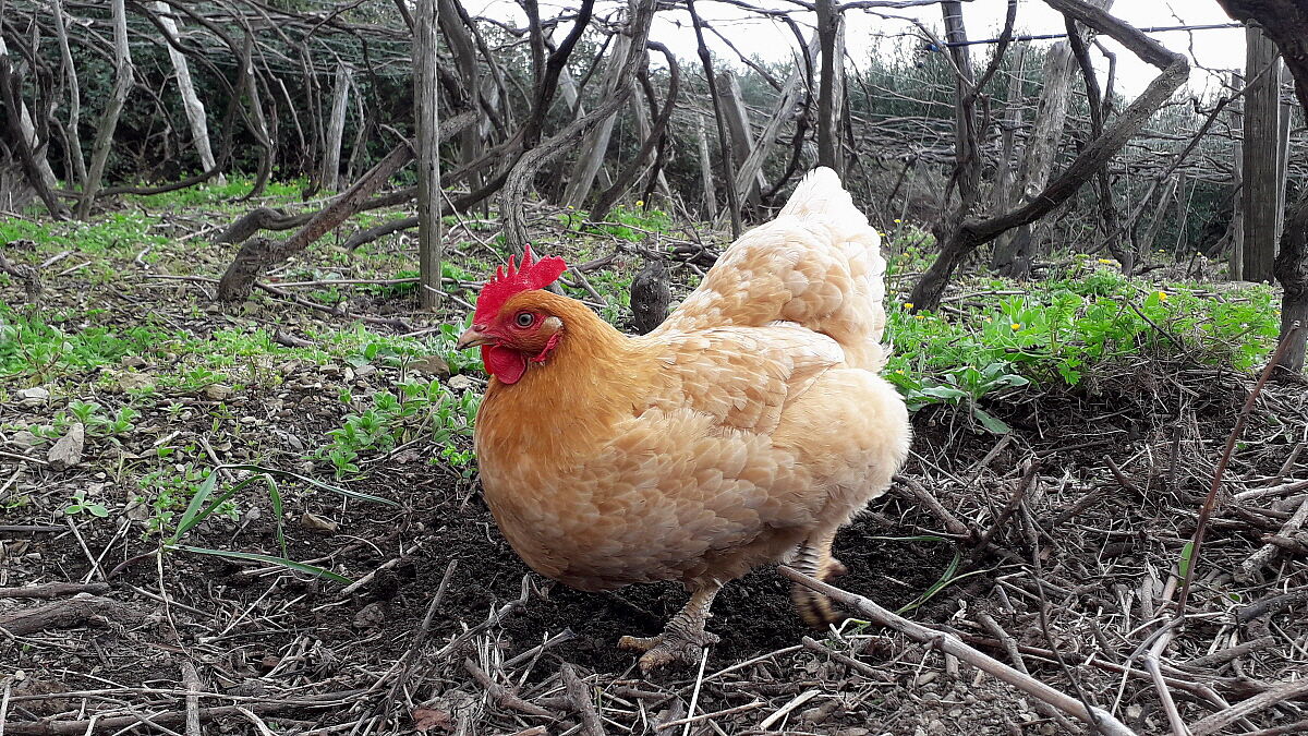 Ruspante di detto e di fatto!