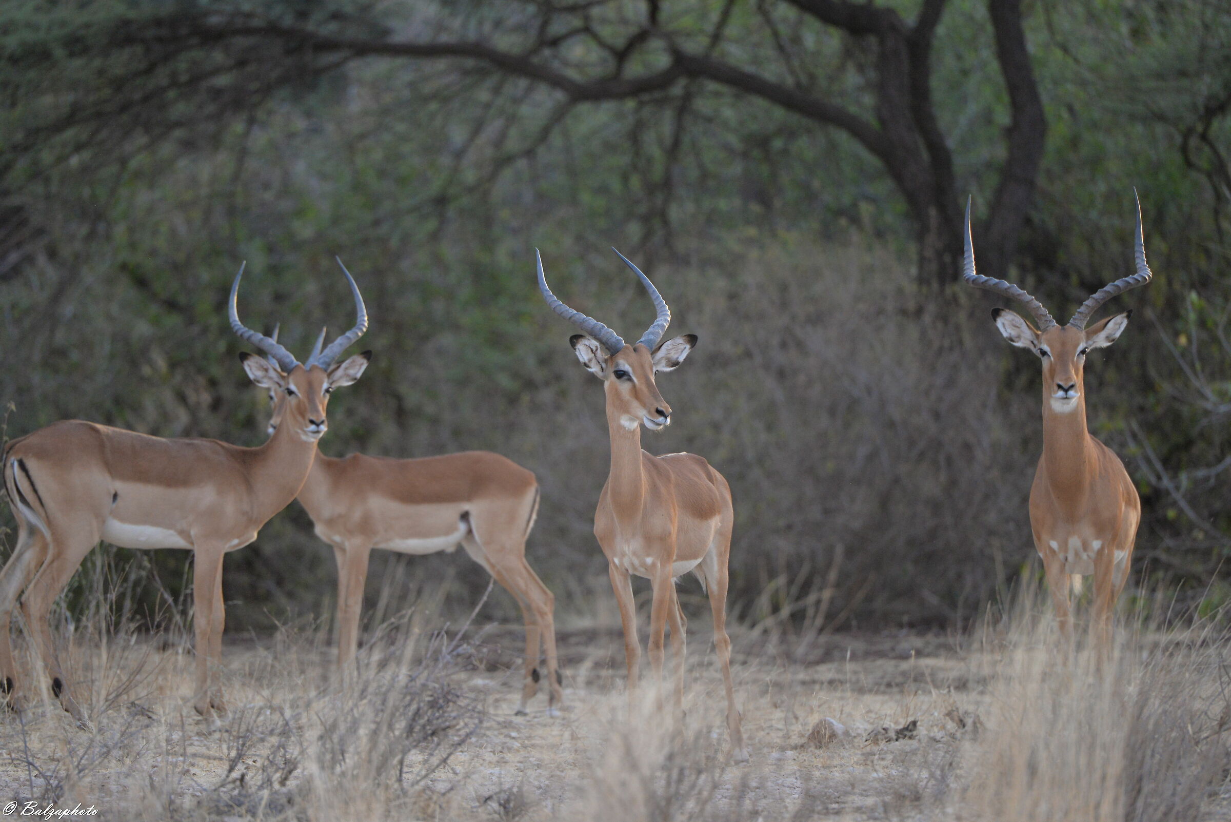 Balearic peacock crane peacock with offspring