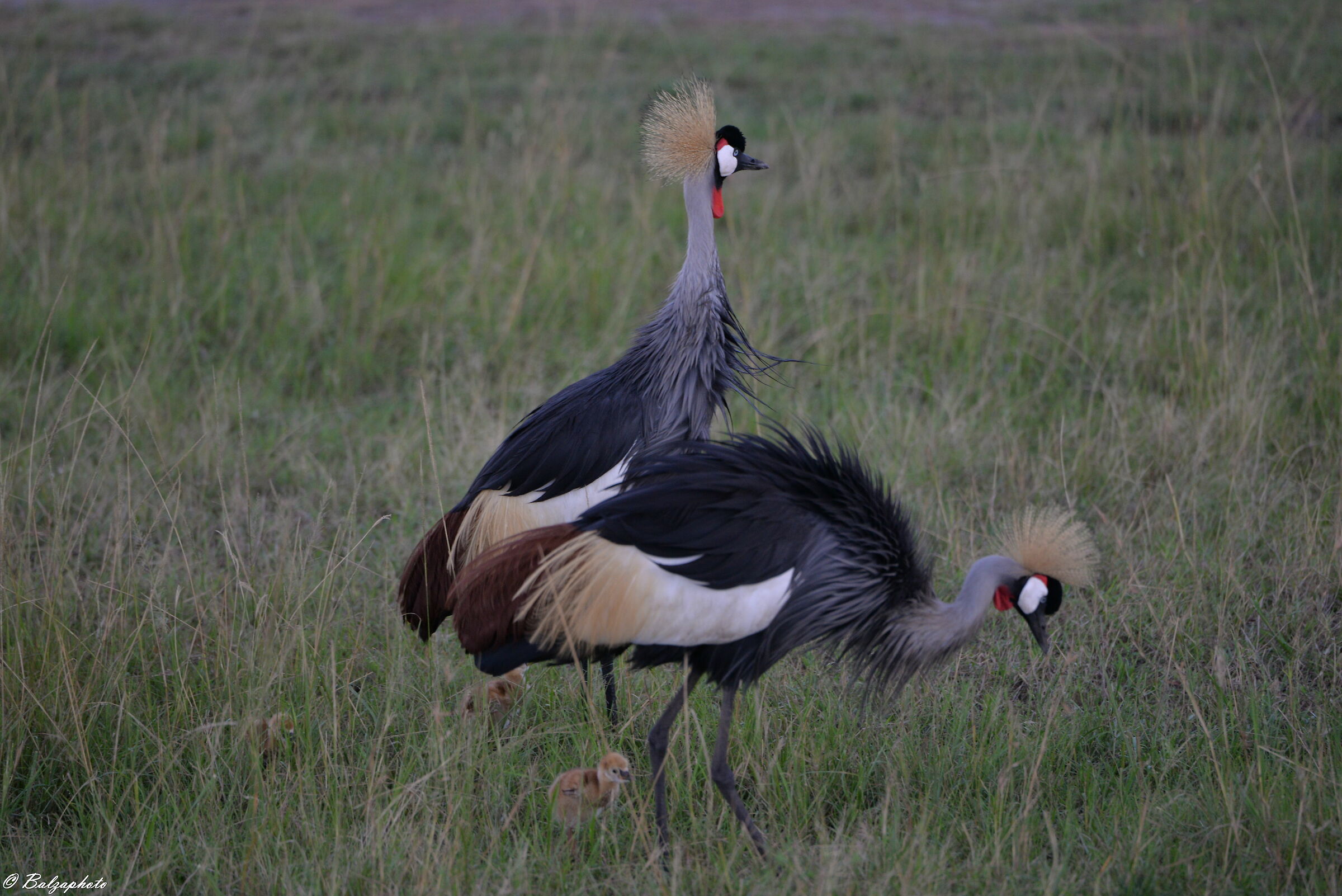 Balearic peacock - crowned cranes with offspring