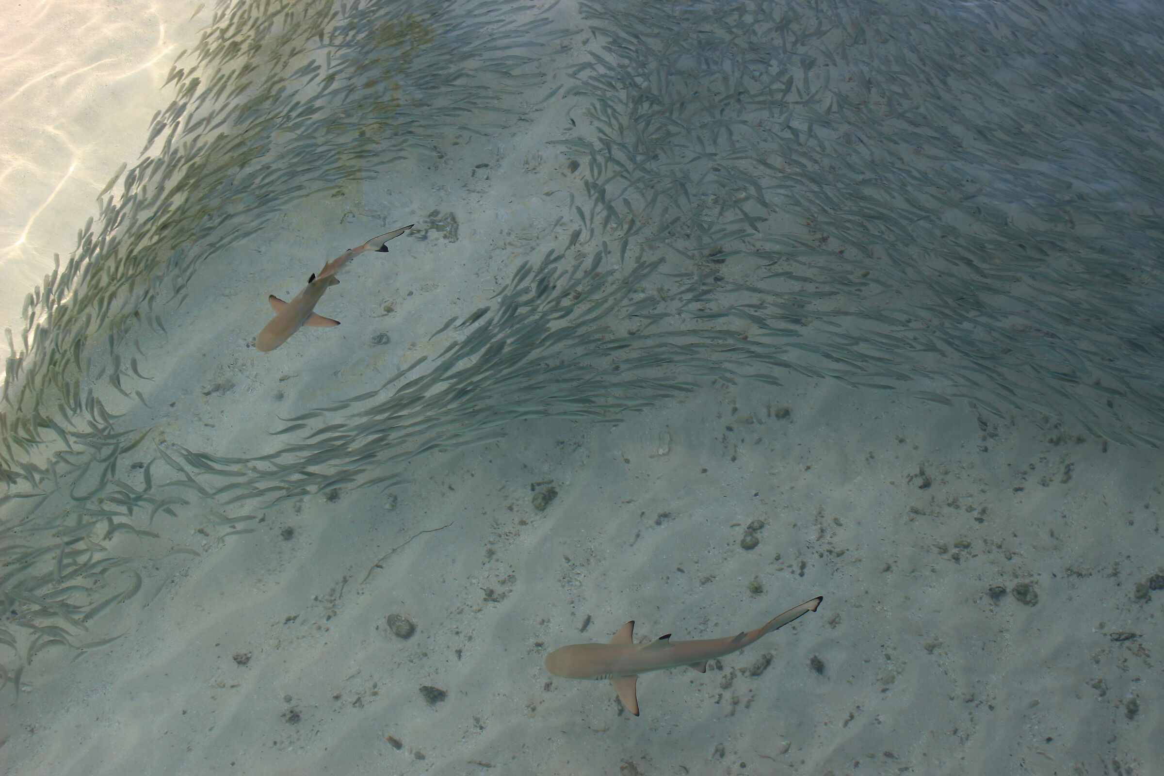 scompiglio alle Maldive