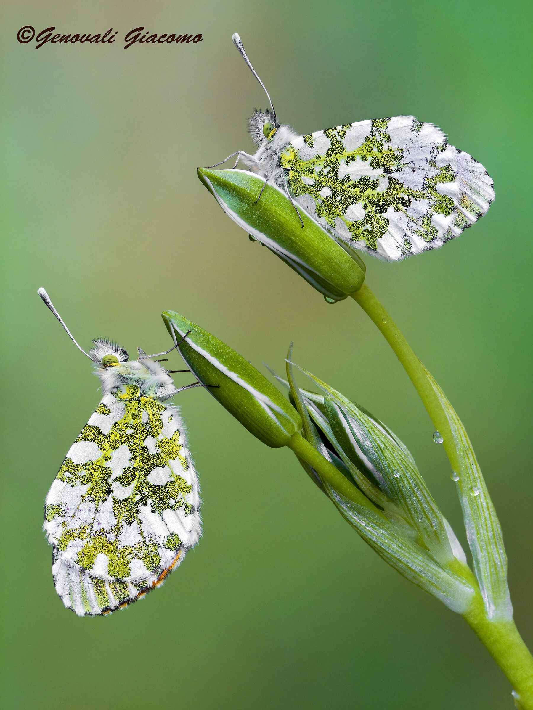 aspettando la stagione(la coppia)