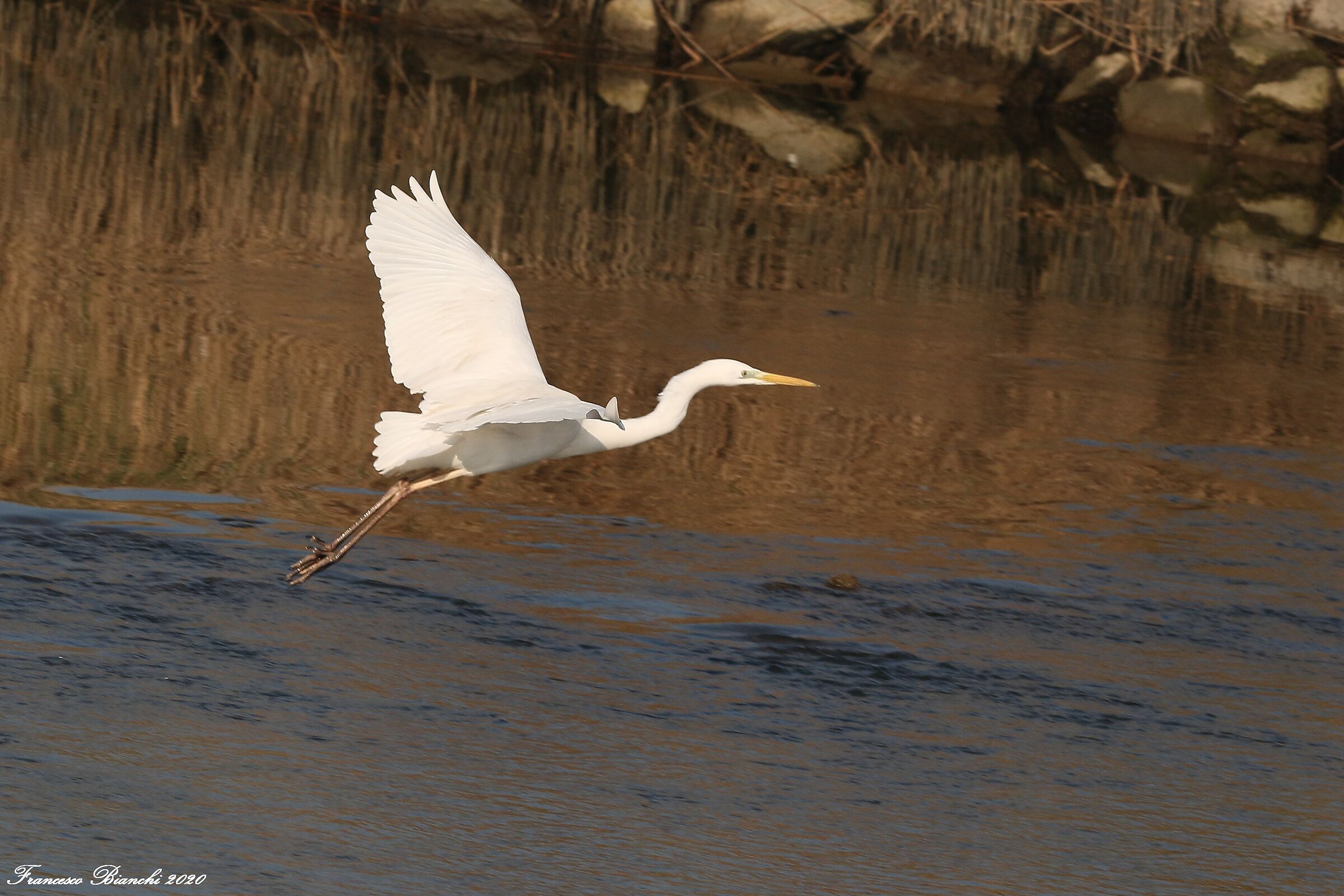 Airone bianco in volo