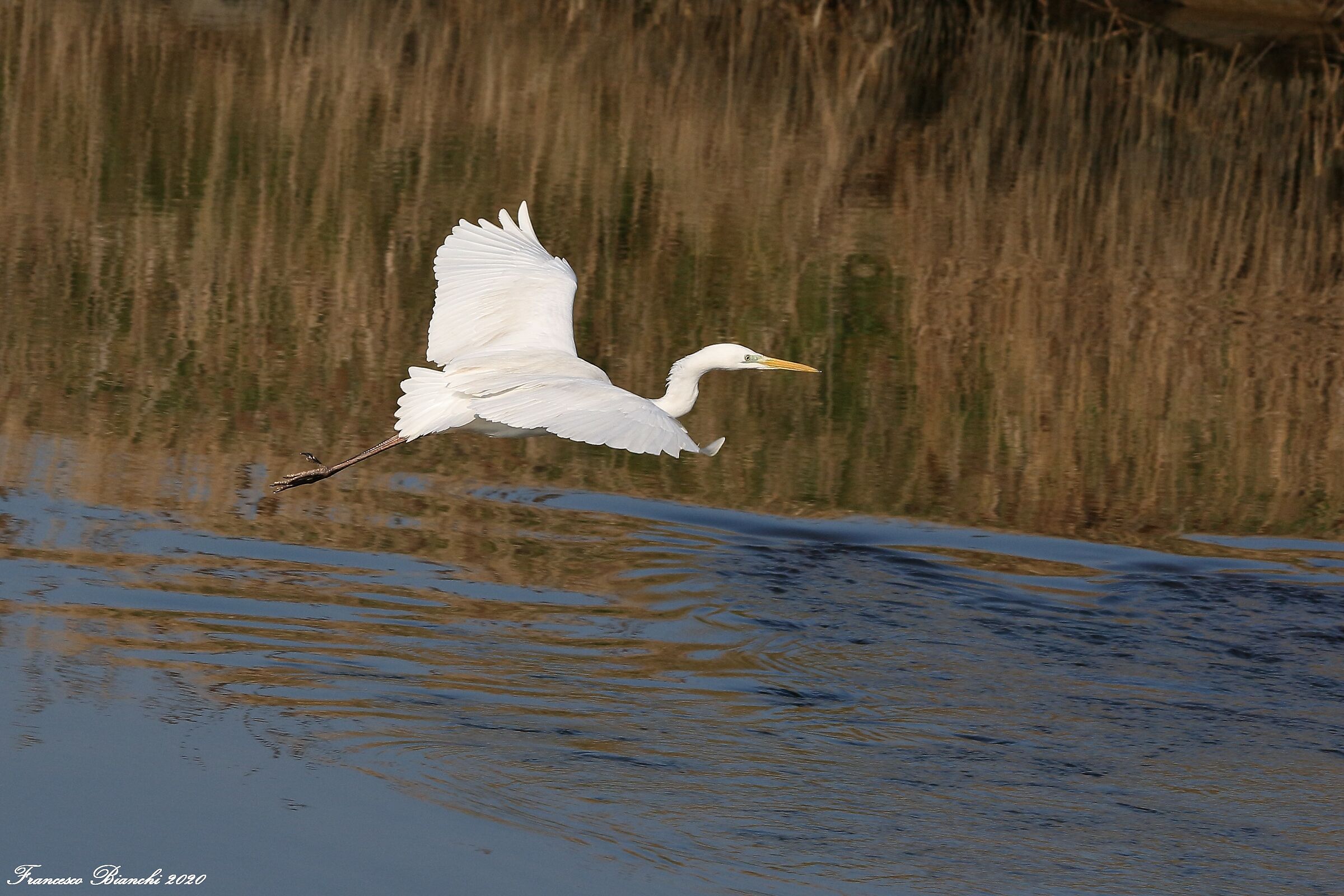 White heron in flight