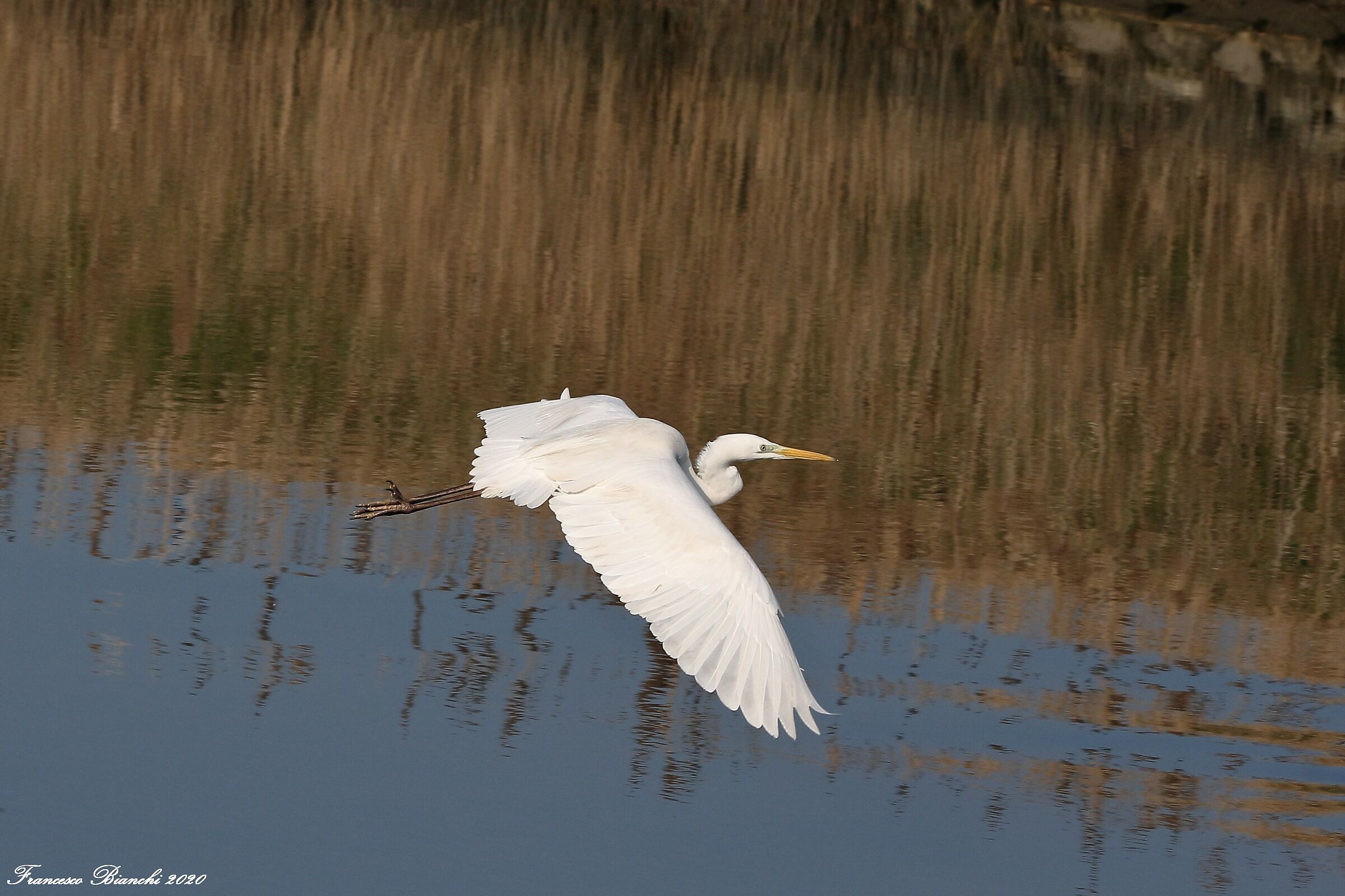 White heron in flight