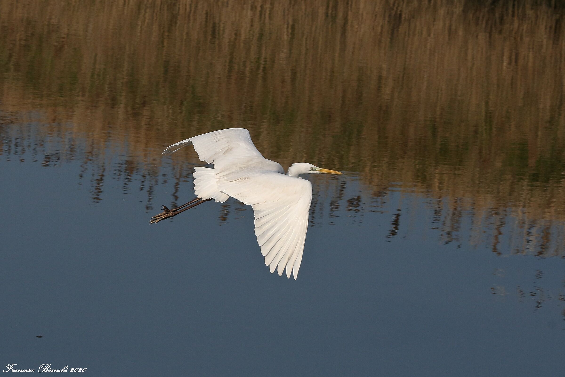 Airone bianco in volo