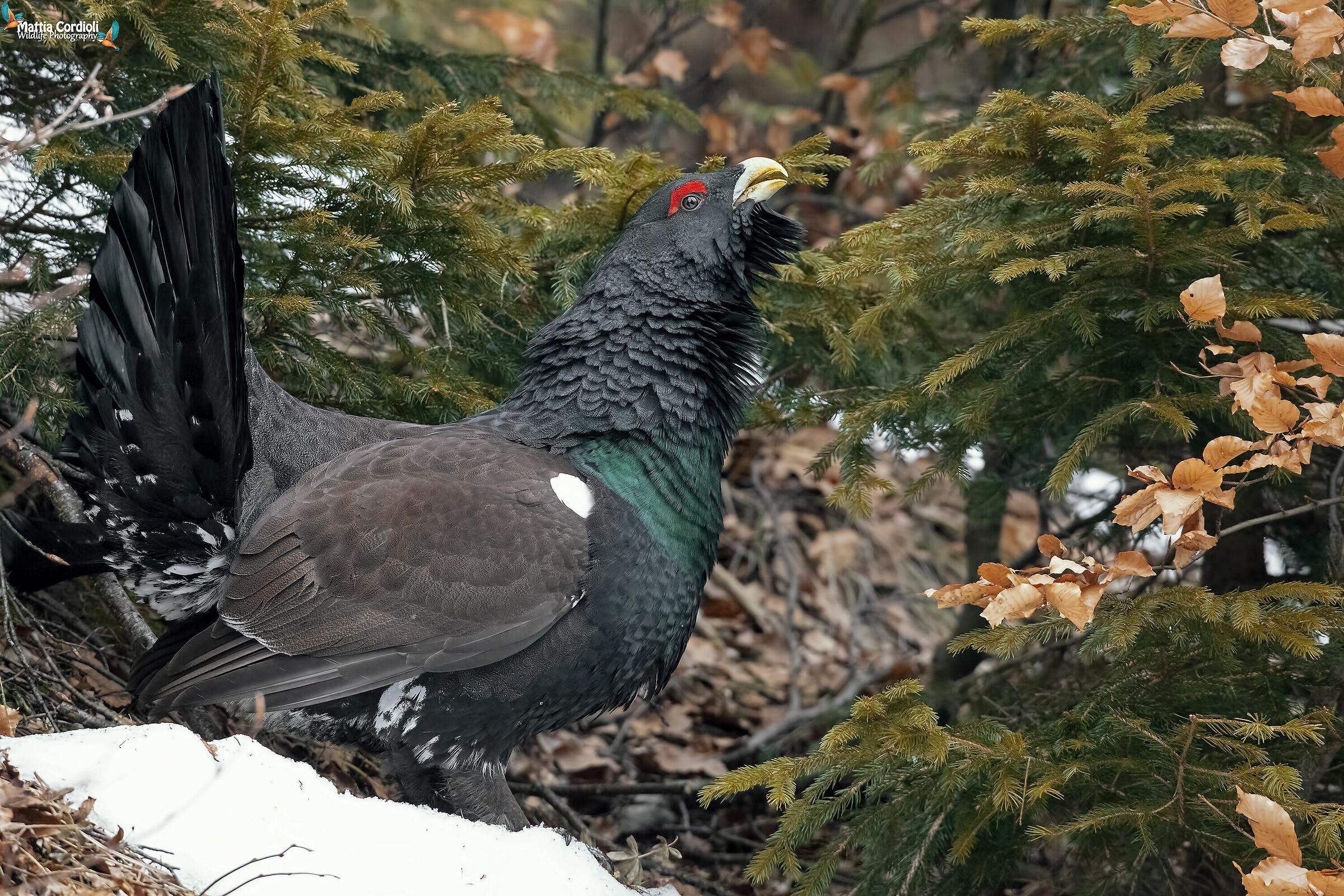 gallo cedrone