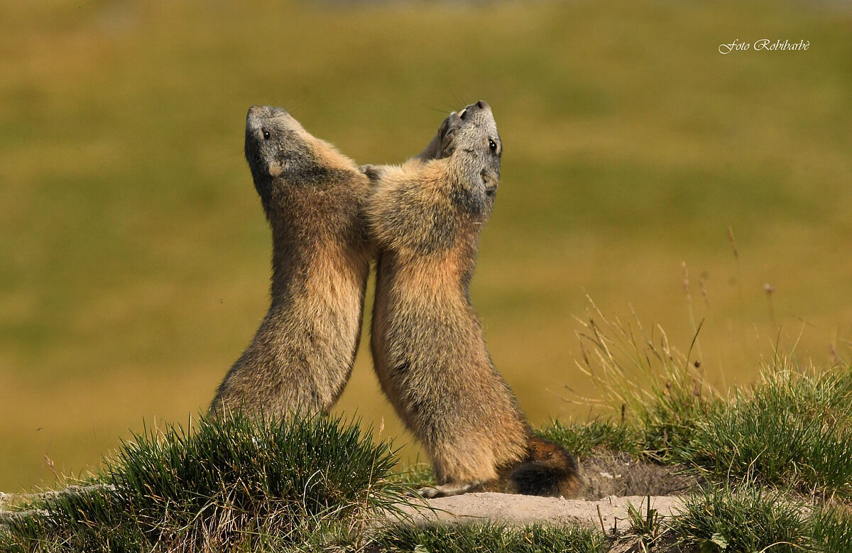 Marmotte... fighting...