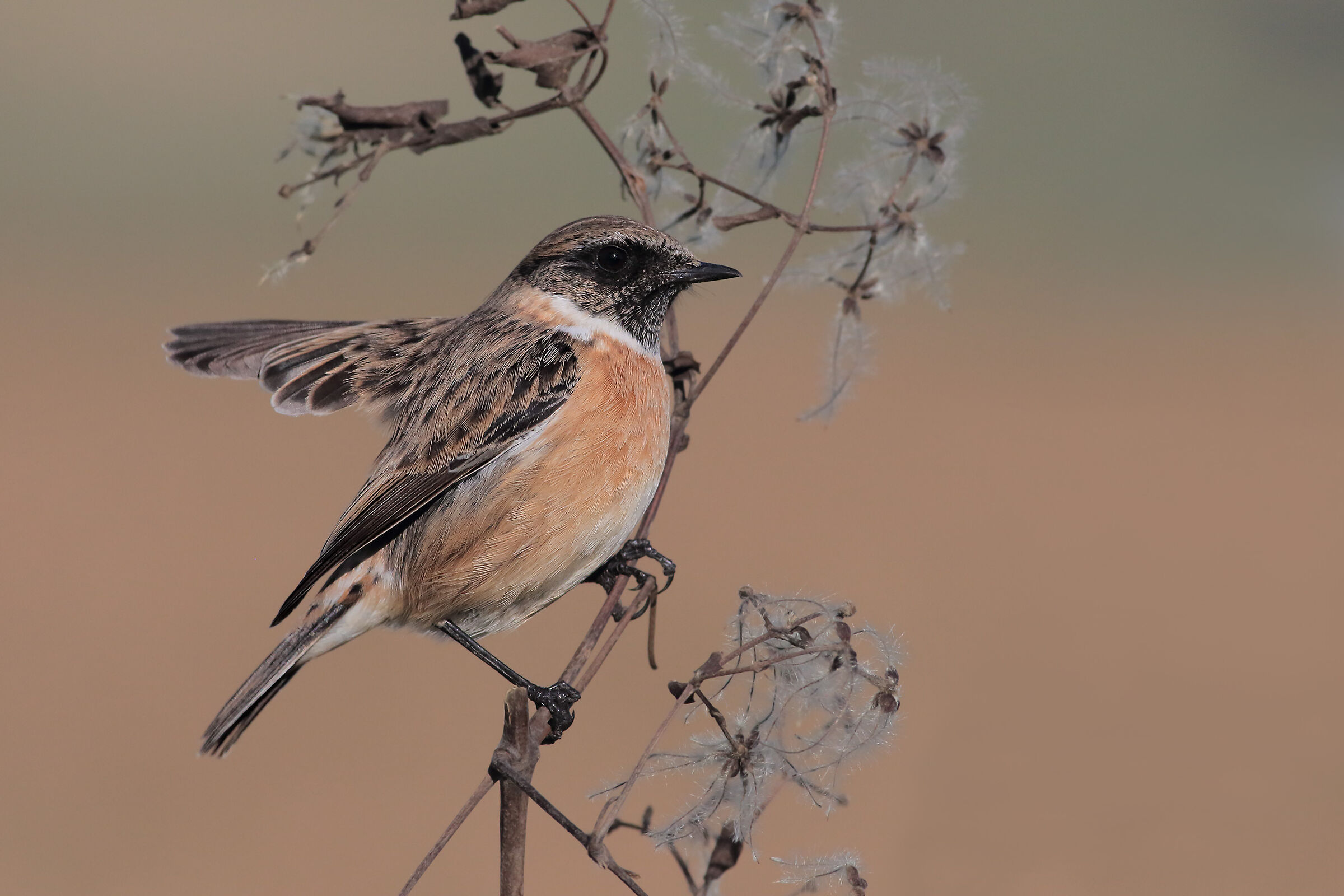 Saltimpalo (saxicola torquata)