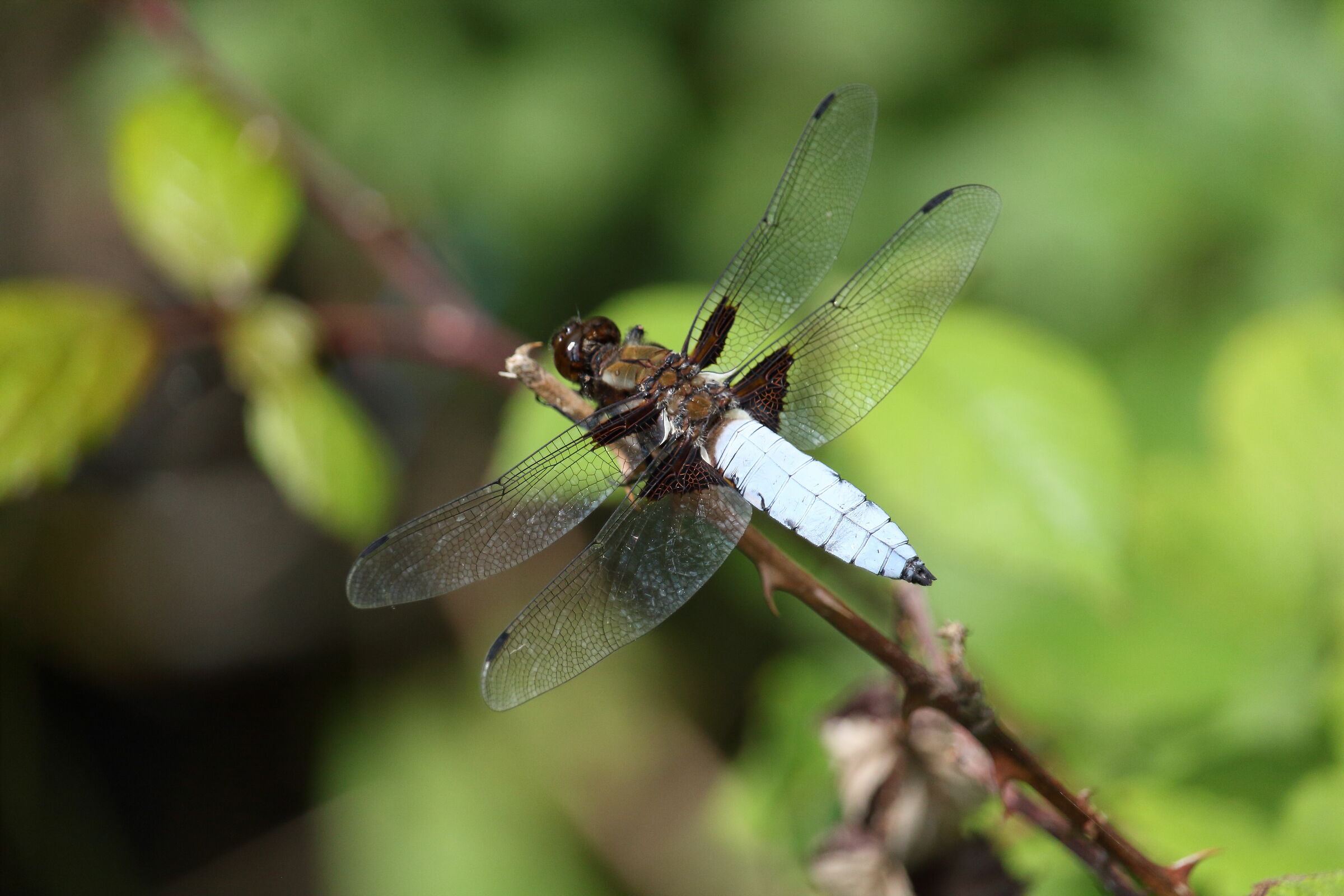libellula depressa