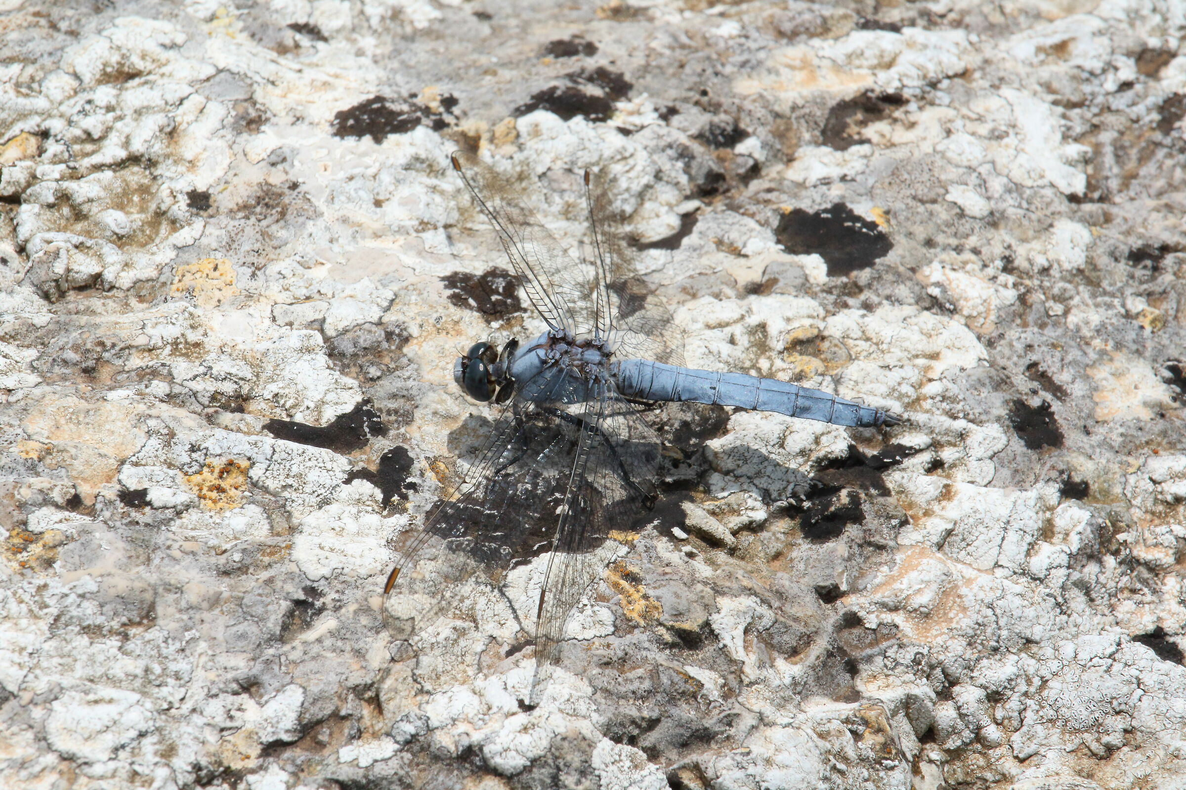 orthetrum brunneum