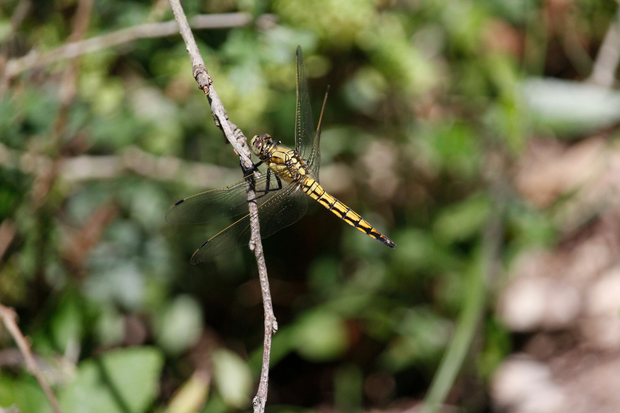 orthetrum cancellatum