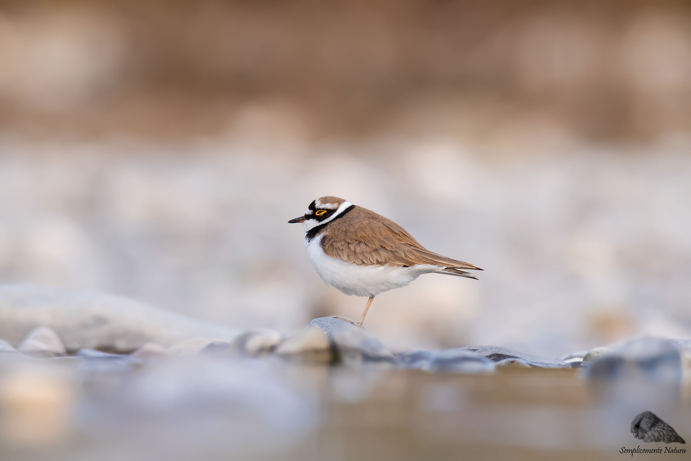 Little Courier (Charadrius dubius)