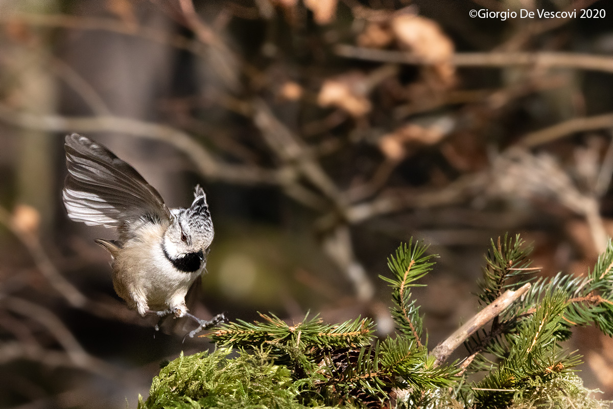 Cincia dal ciuffo in atterraggio
