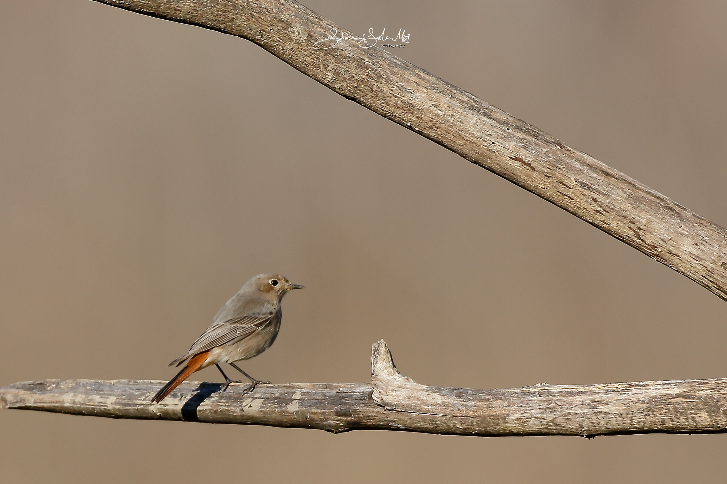 Mrs Blackredstar (Phoenicurus ochruros, Gmelin., 1774)