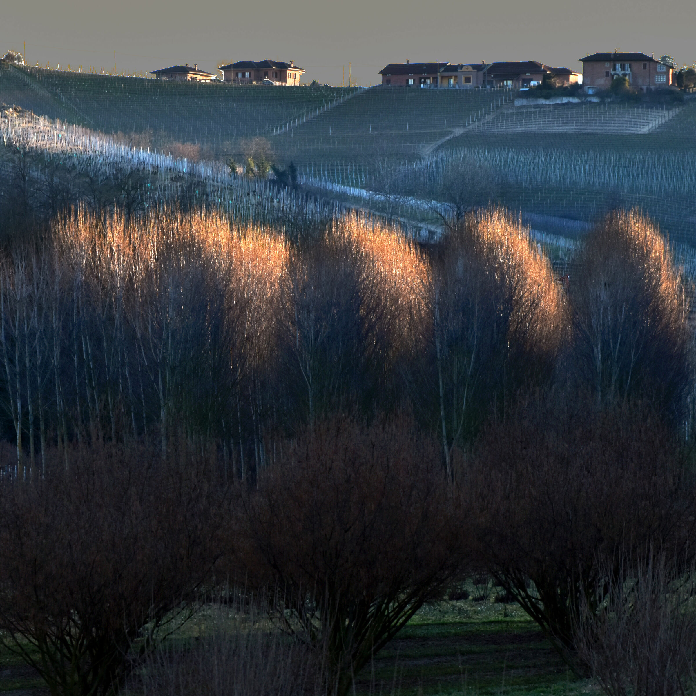 Noccioleti al tramonto