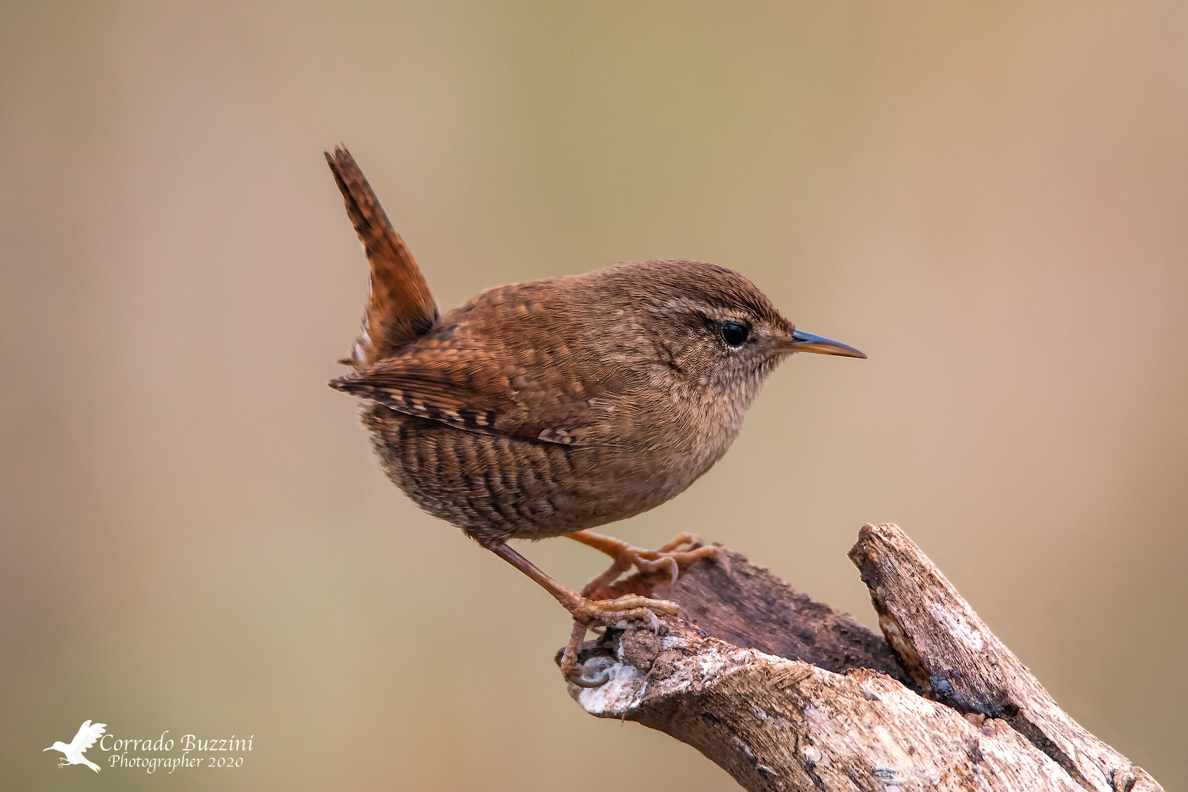 Wren