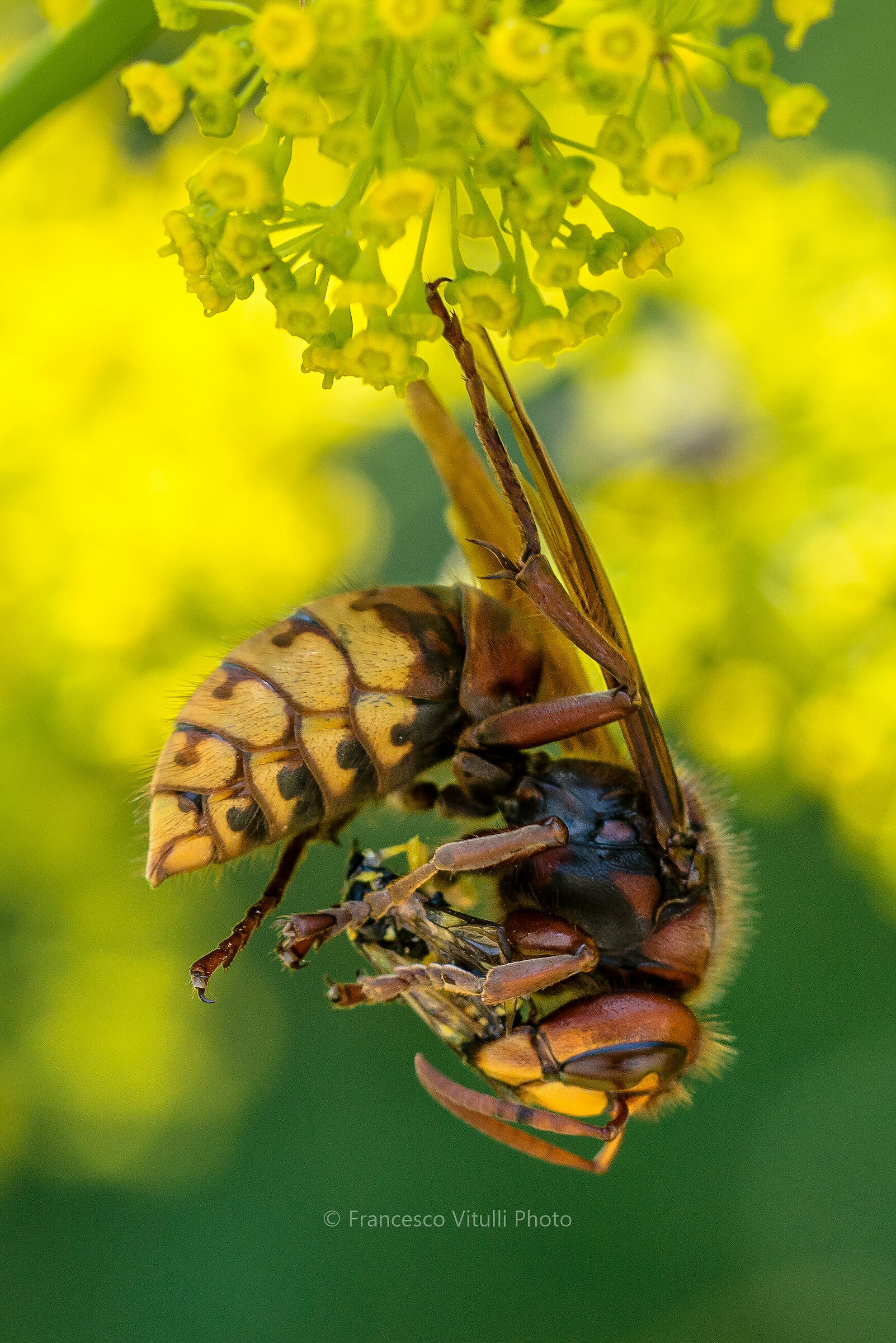 la regina dei calabroni
