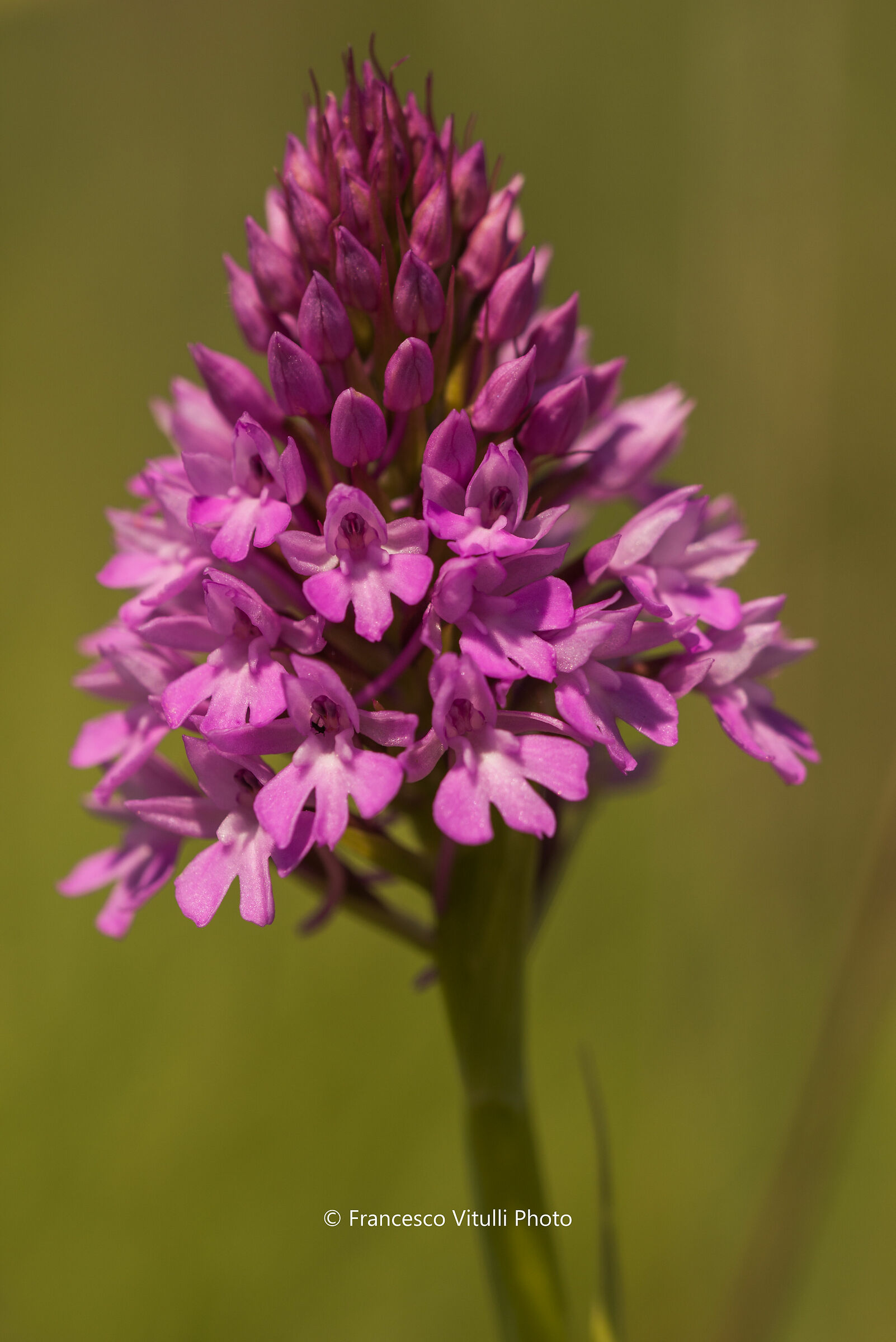Anacamptis pyramidalis