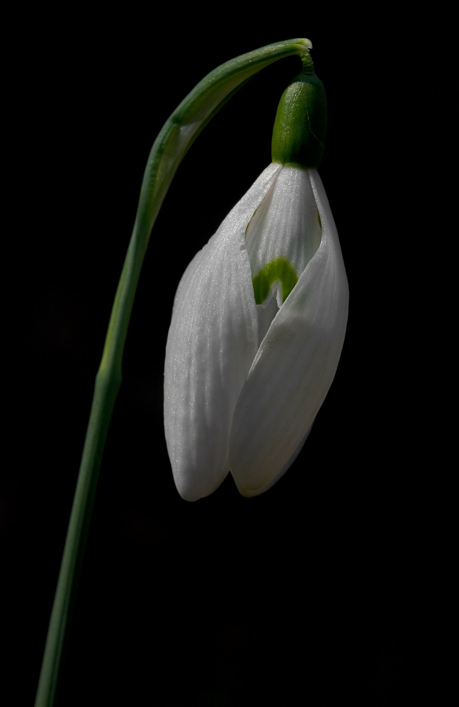 Snowdrops