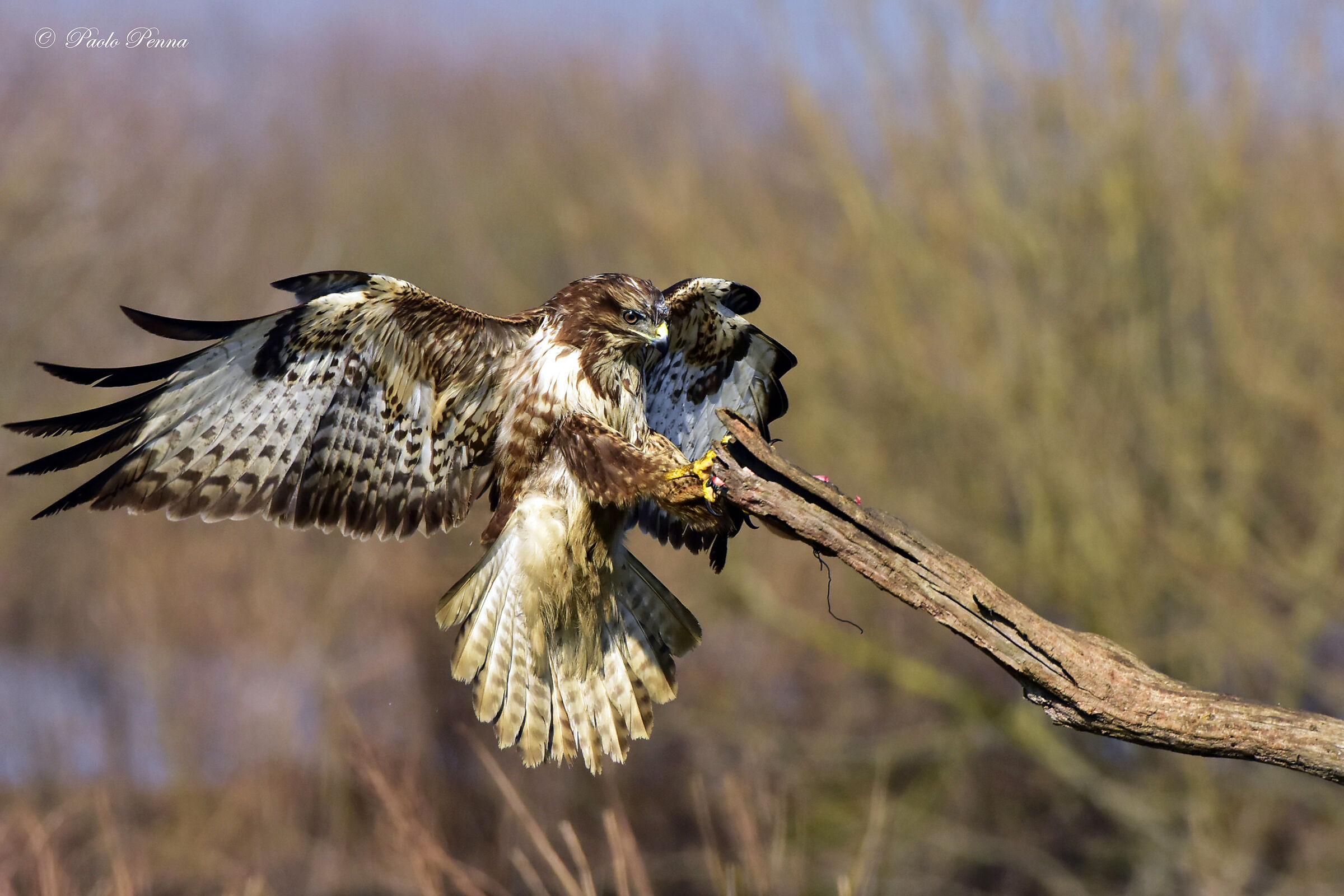 L'arrivo della poiana