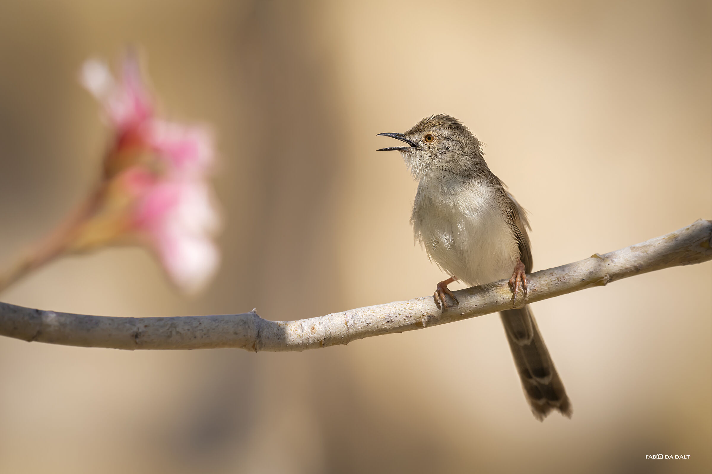 Prinia Gracile